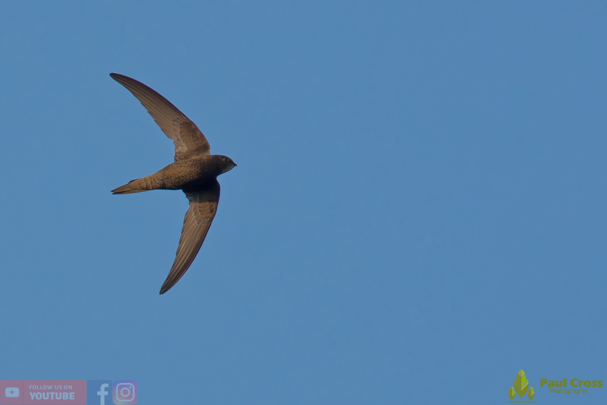 Swift-00132.jpg