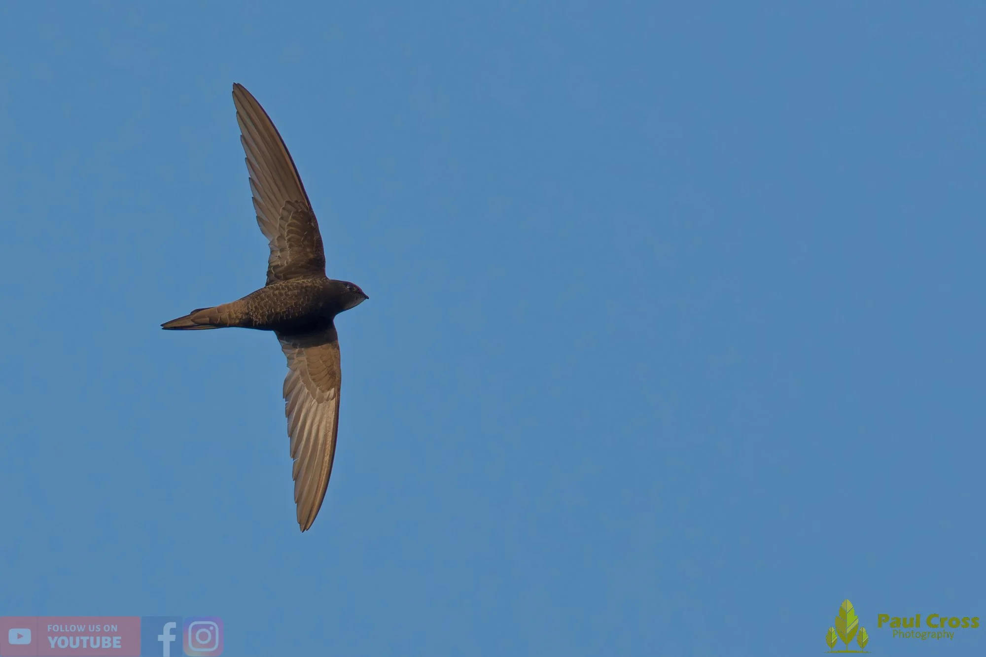 Swift-00133.jpg