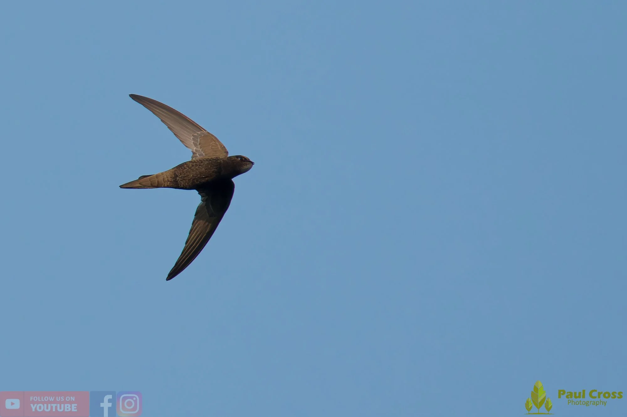 Swift-00136.jpg