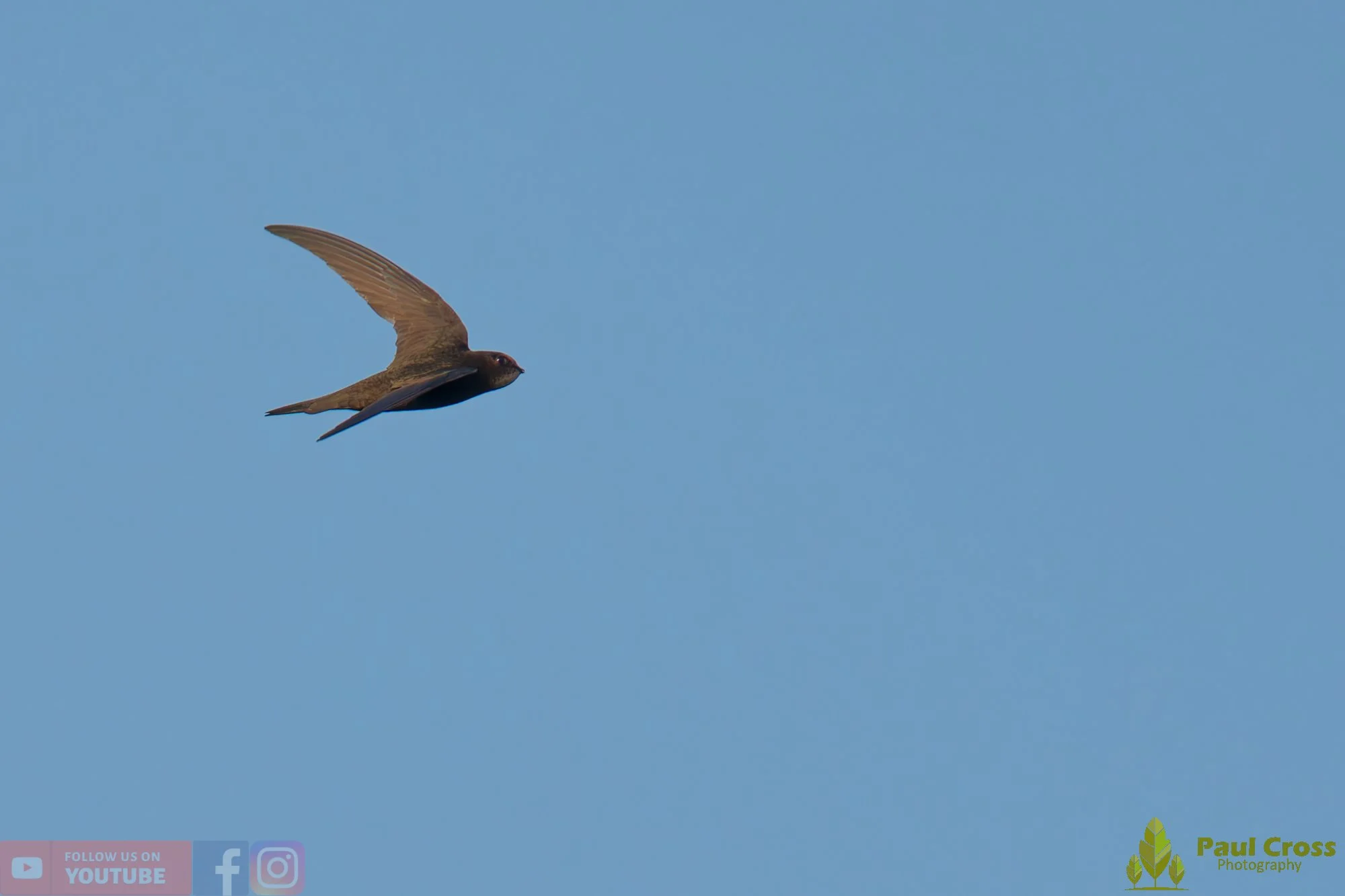 Swift-00139.jpg