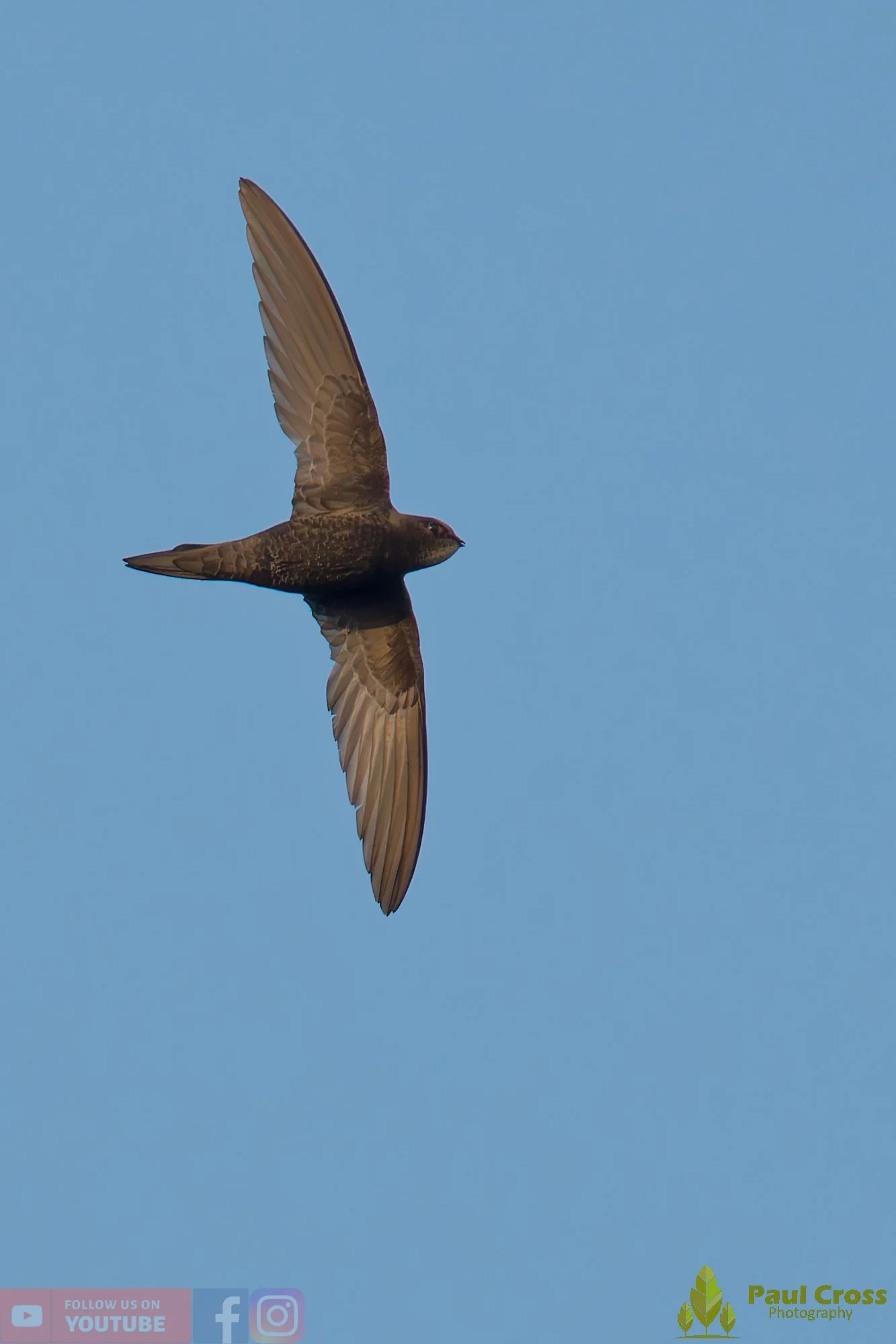 Swift-00140.jpg