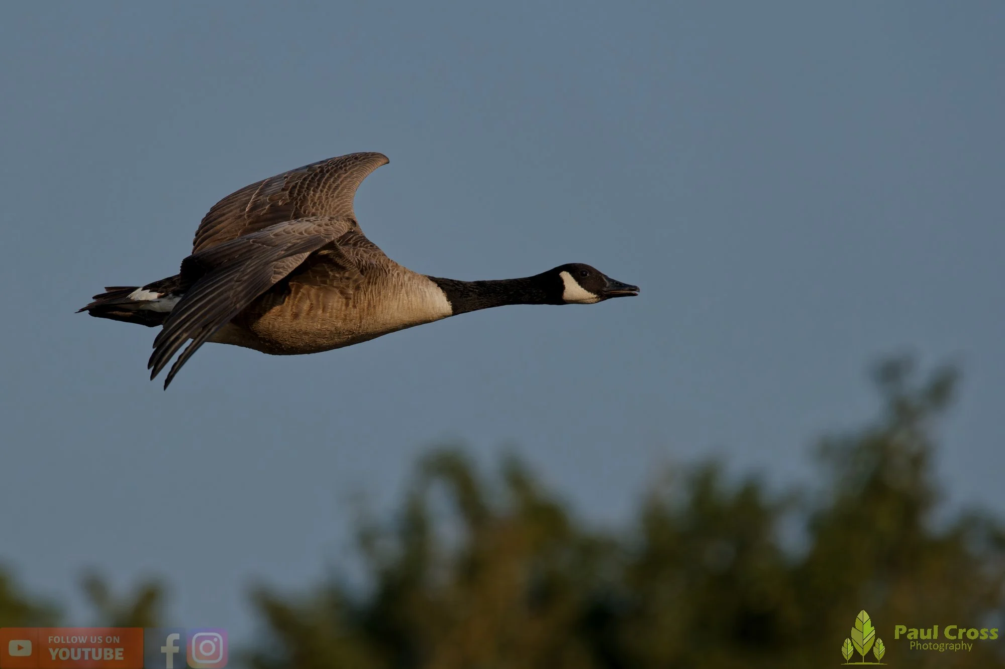 Canada Goose-00147.jpg