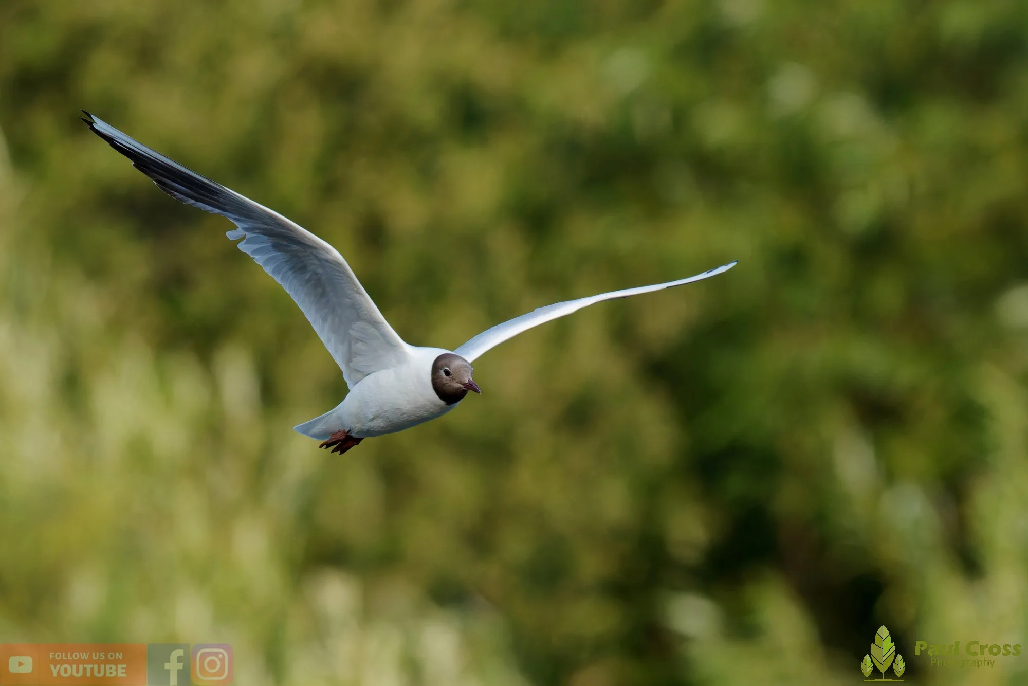 Black-Headed Gull-00676.jpg