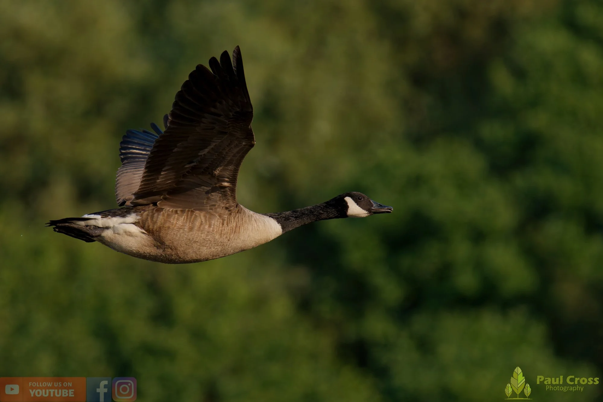 Canada Goose-00148.jpg