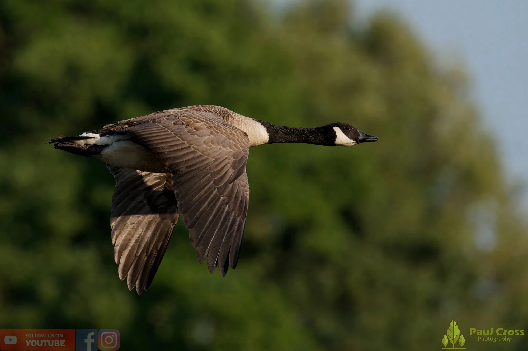 Canada Goose-00149.jpg