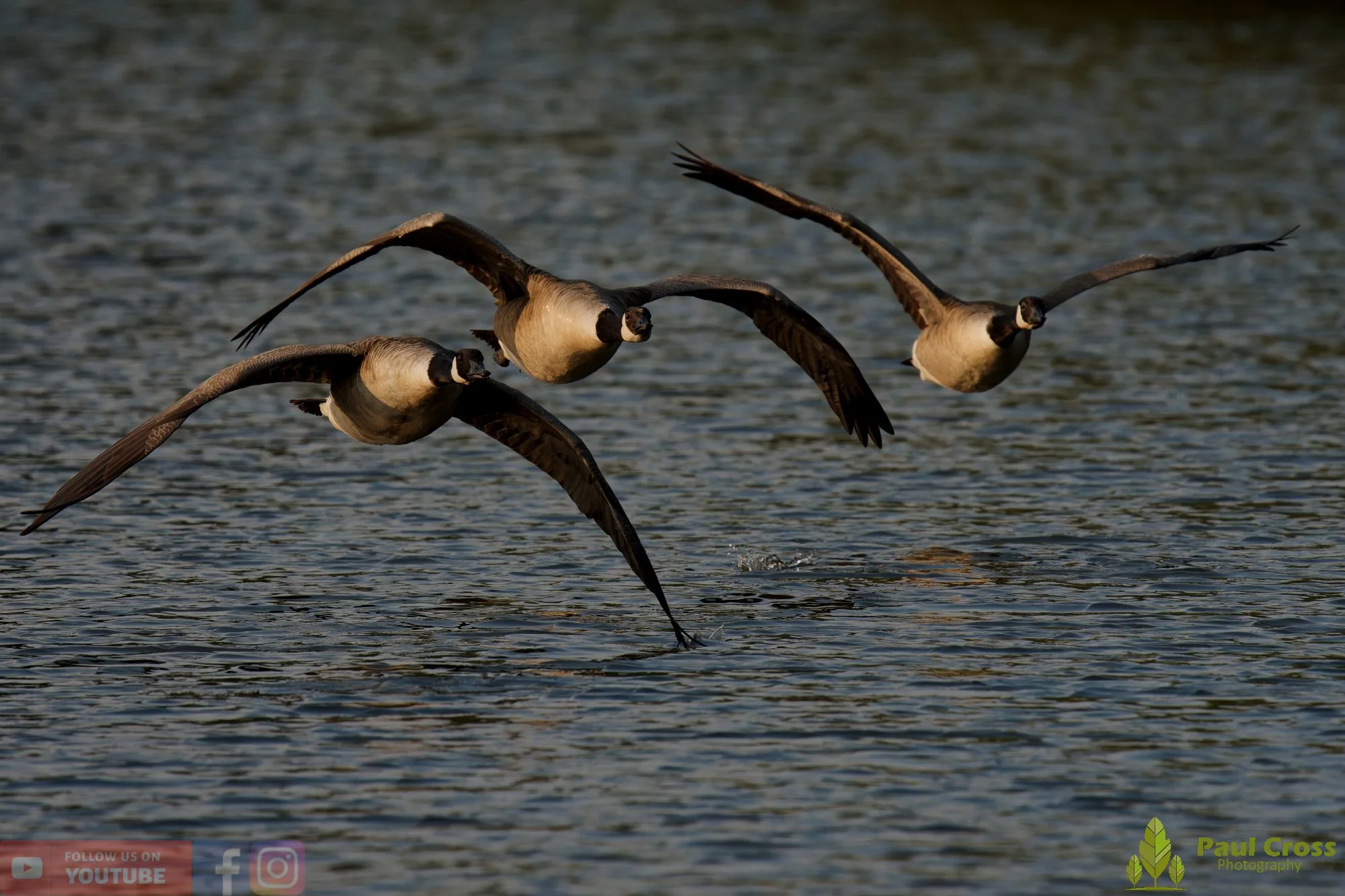 Canada Goose-00150.jpg