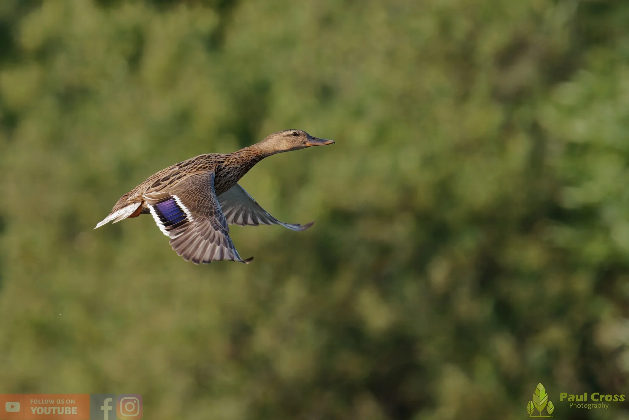 Mallard Duck-01287.jpg
