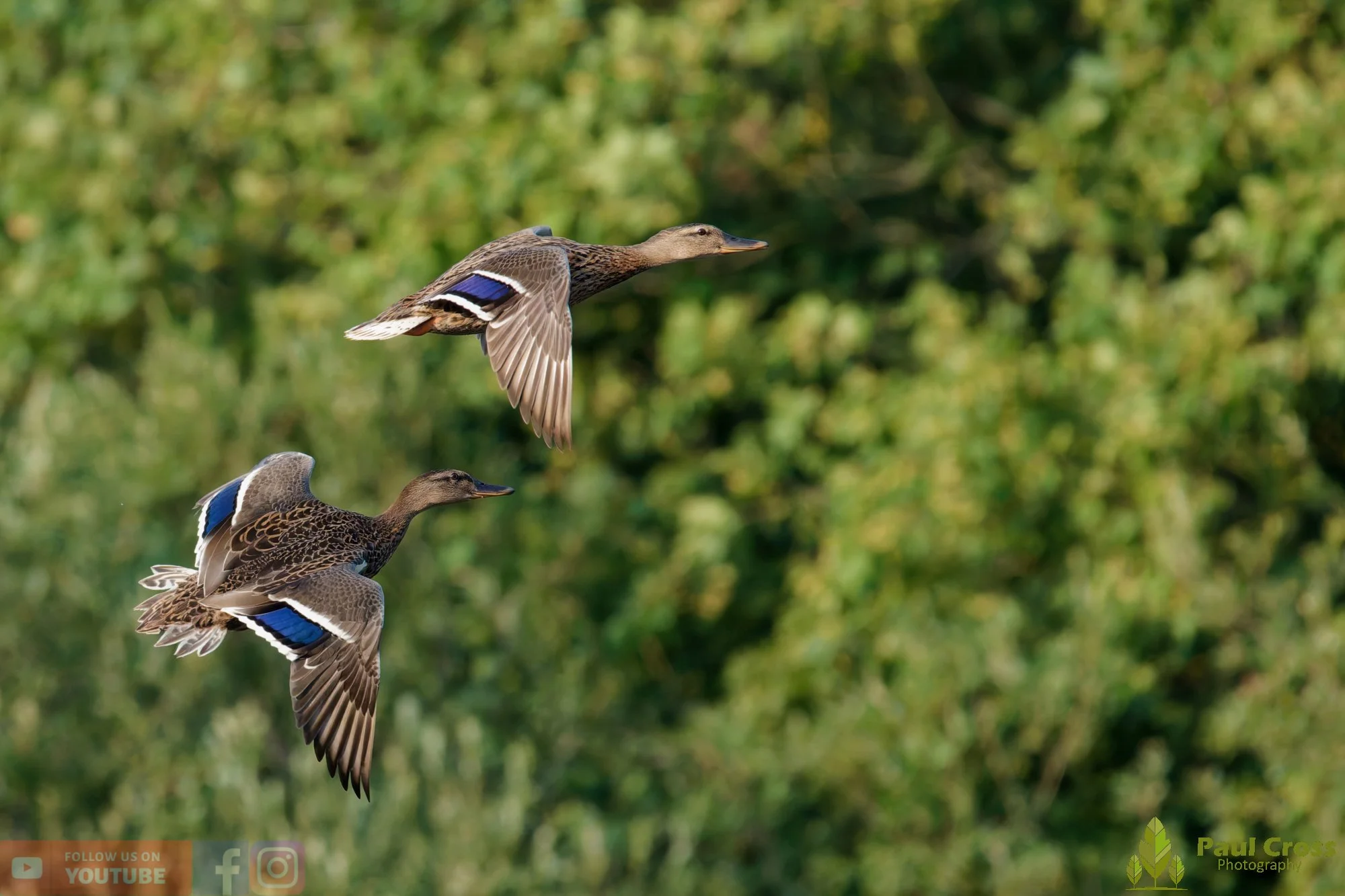 Mallard Duck-01288.jpg