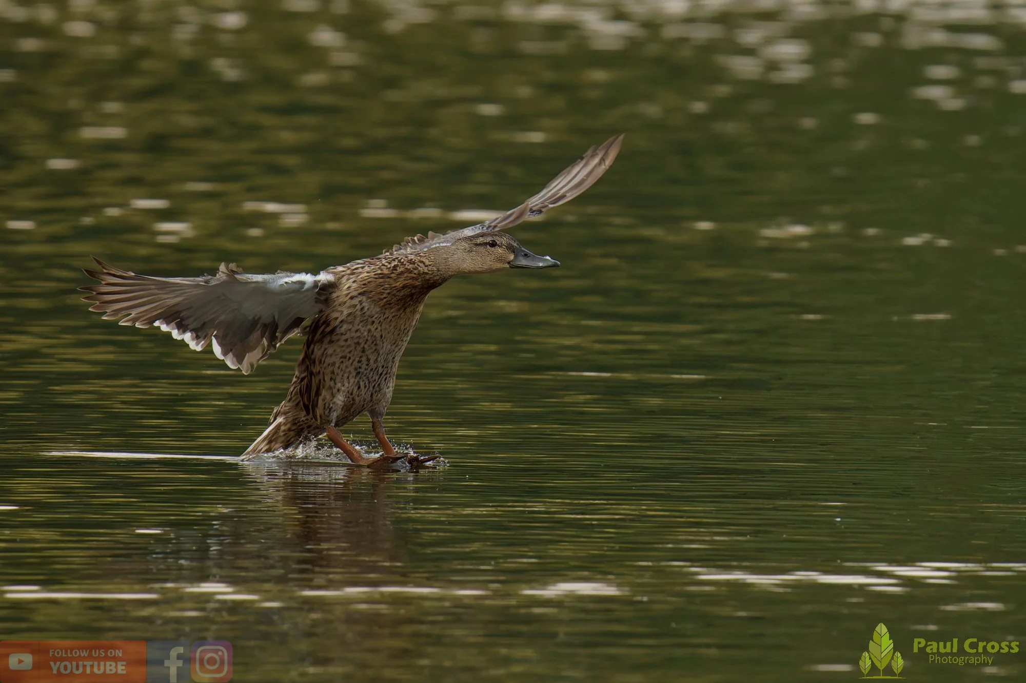 Mallard Duck-01289.jpg