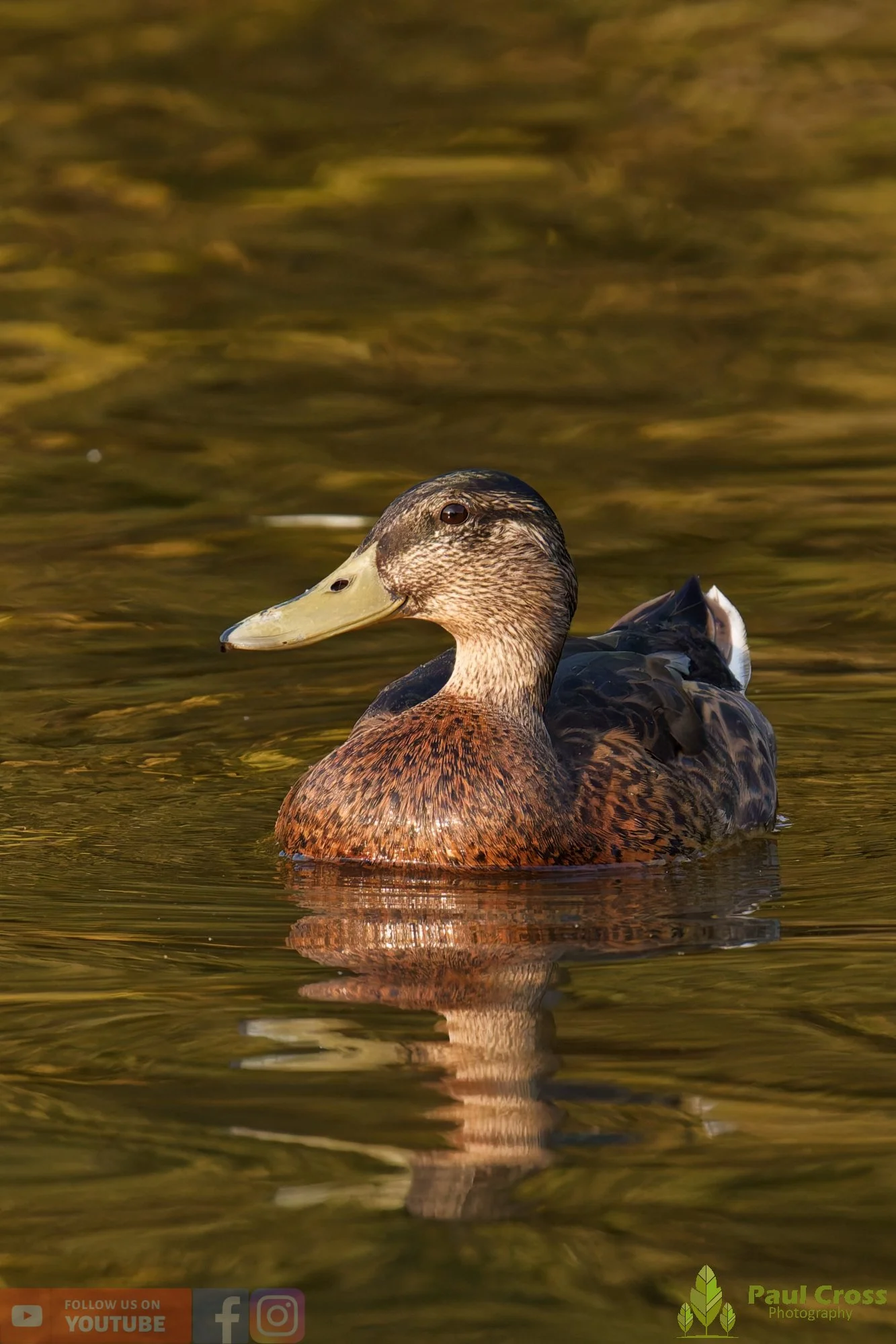 Mallard Duck-01290.jpg