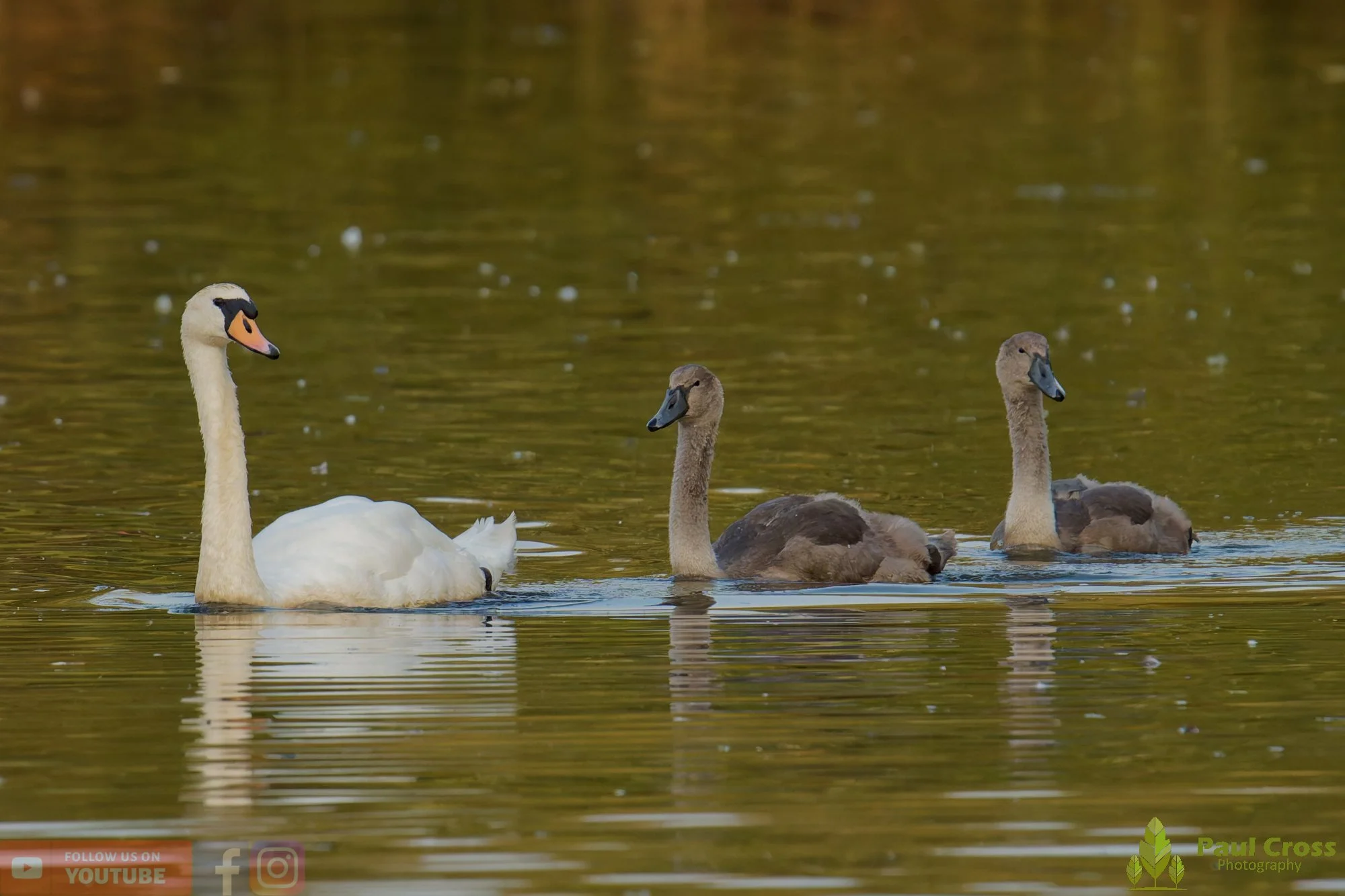 Mute Swan-00328.jpg