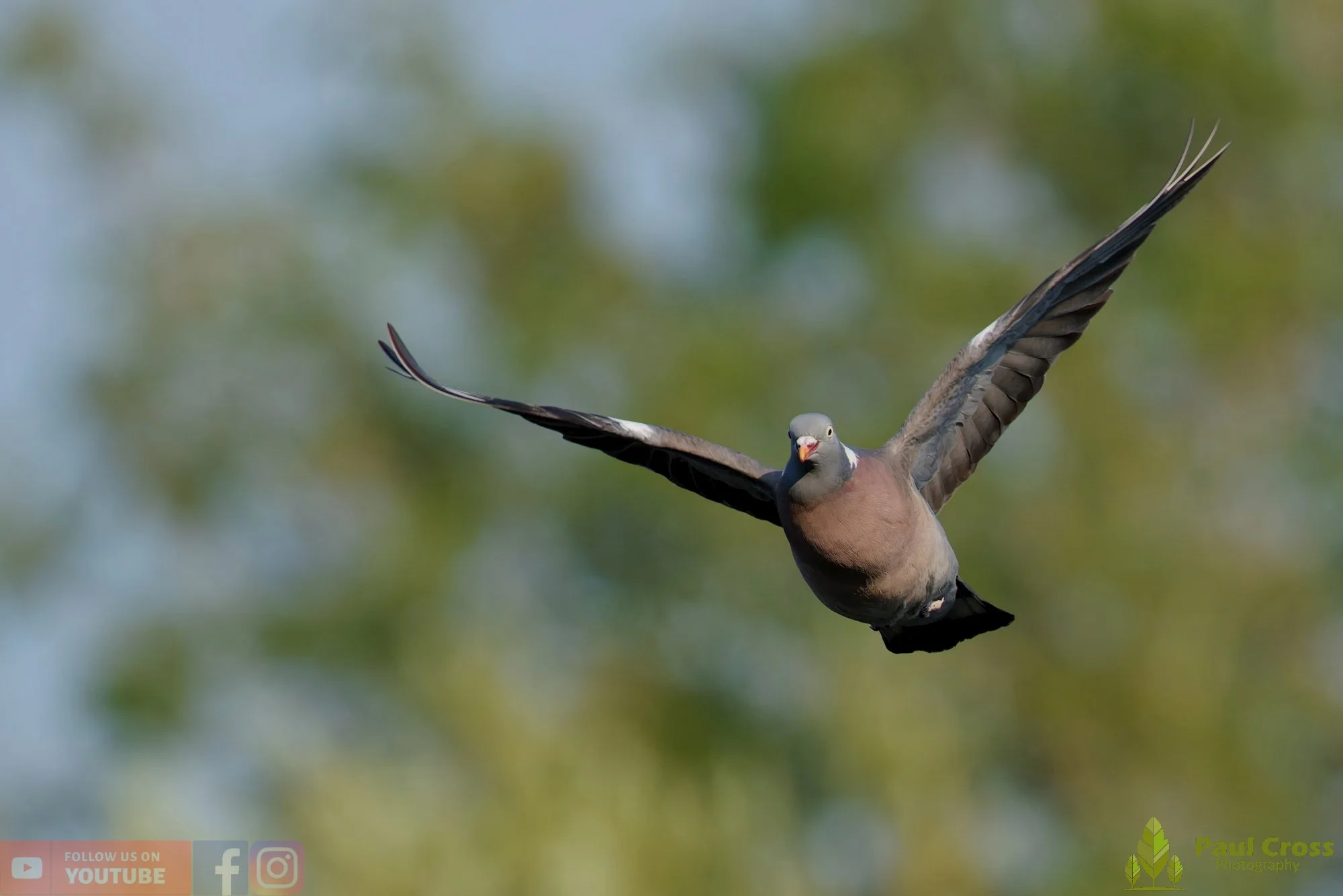 Wood Pigeon-00192.jpg