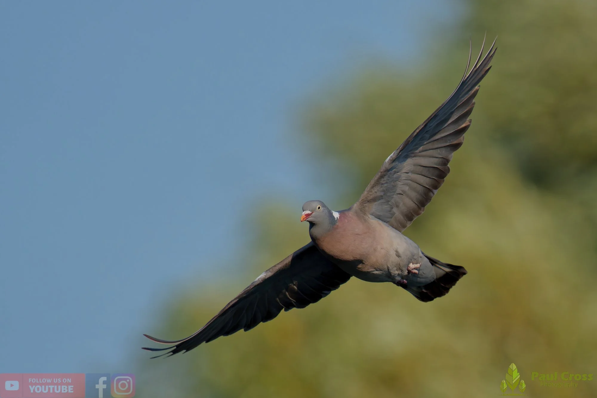 Wood Pigeon-00193.jpg