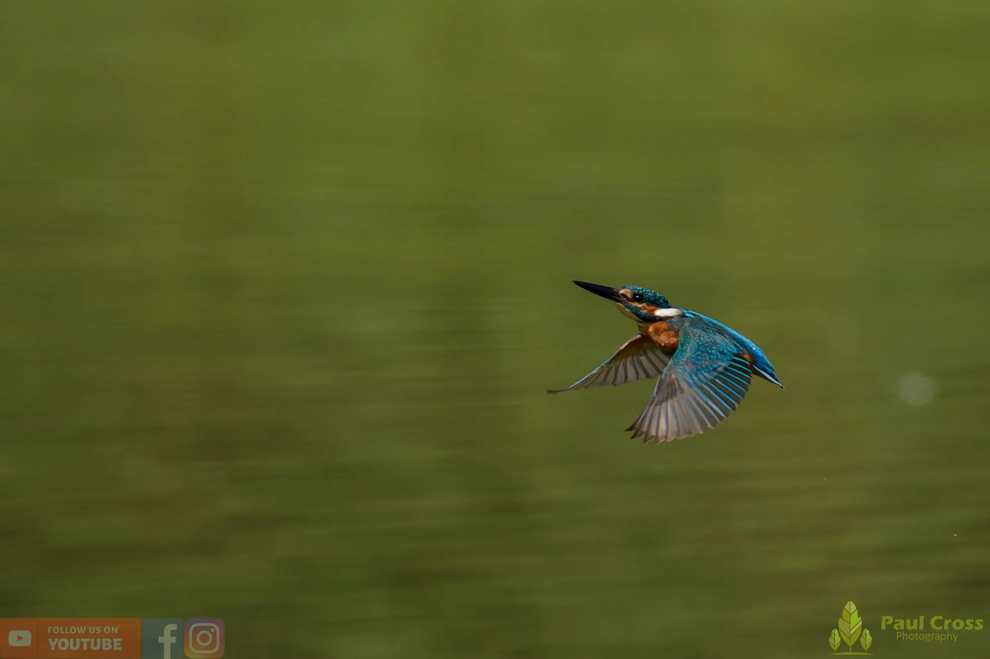 Kingfisher-00783.jpg