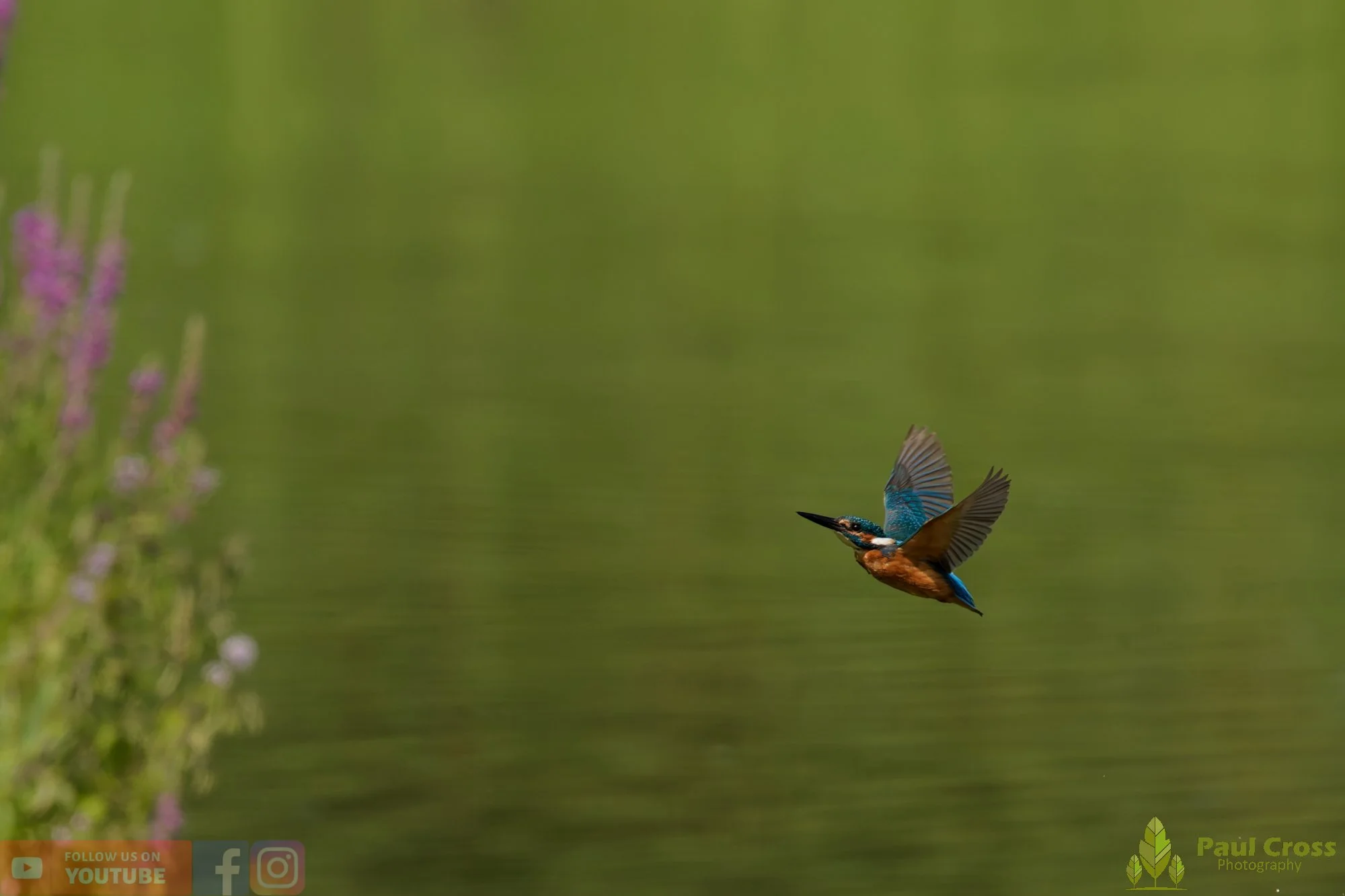 Kingfisher-00784.jpg