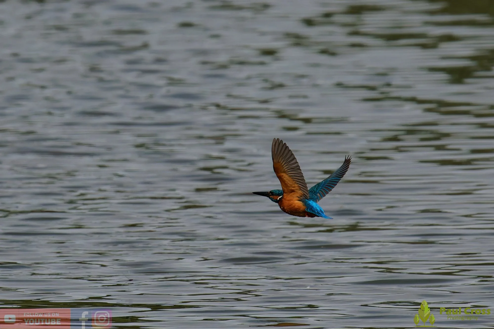 Kingfisher-00785.jpg