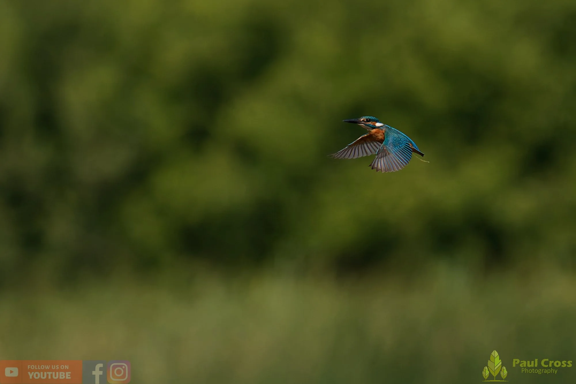 Kingfisher-00786.jpg