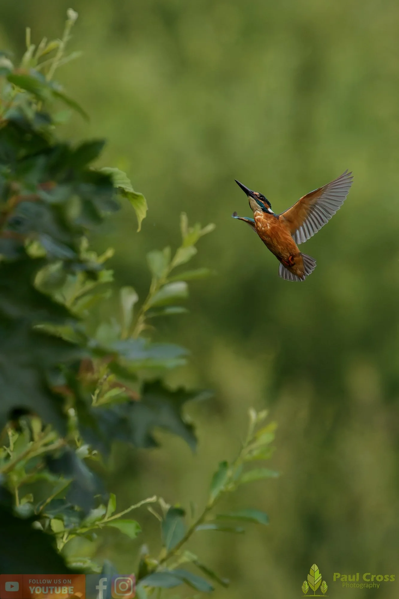 Kingfisher-00787.jpg
