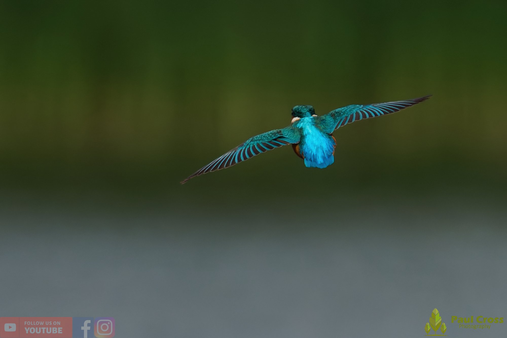 Kingfisher-00788.jpg