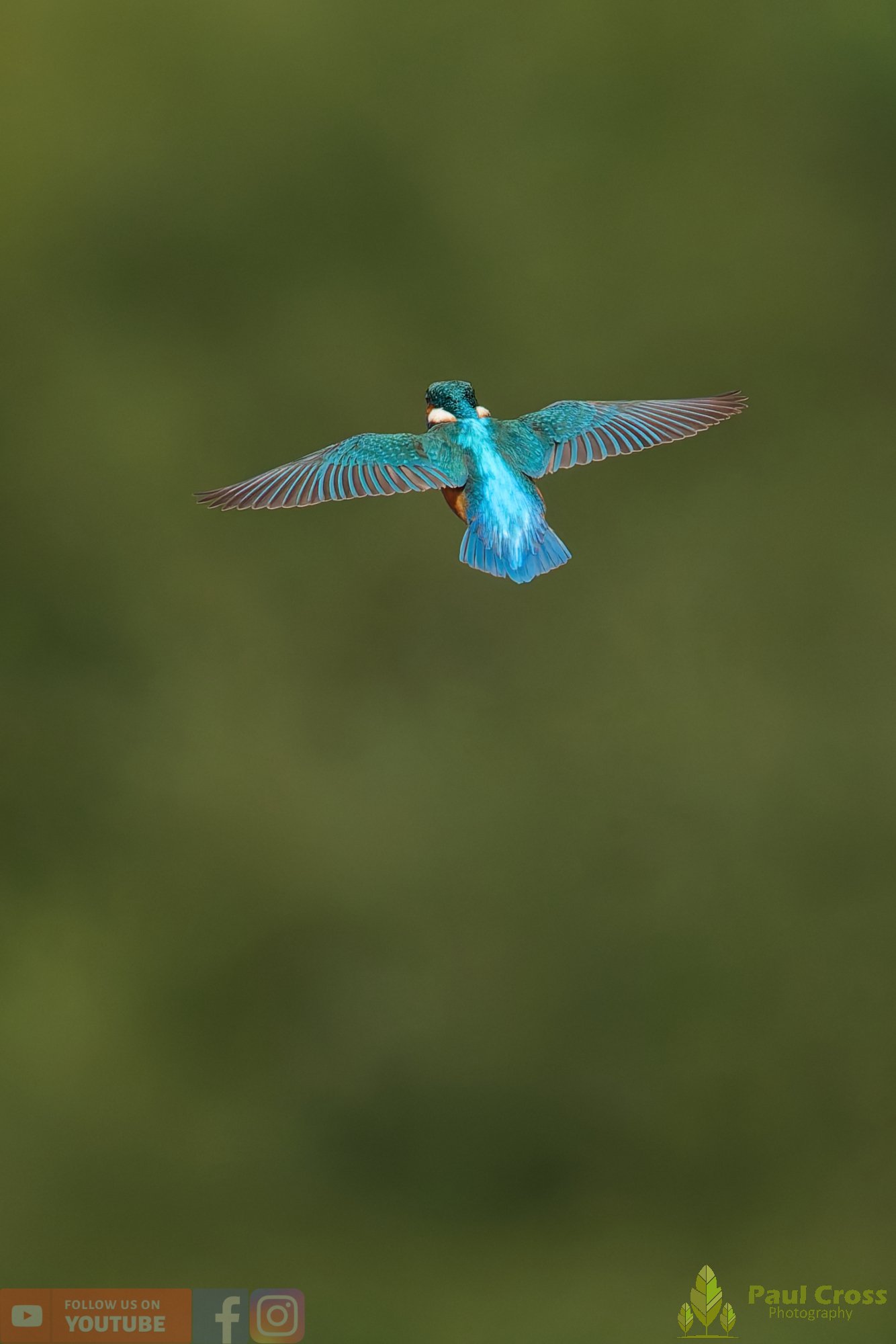 Kingfisher-00789.jpg