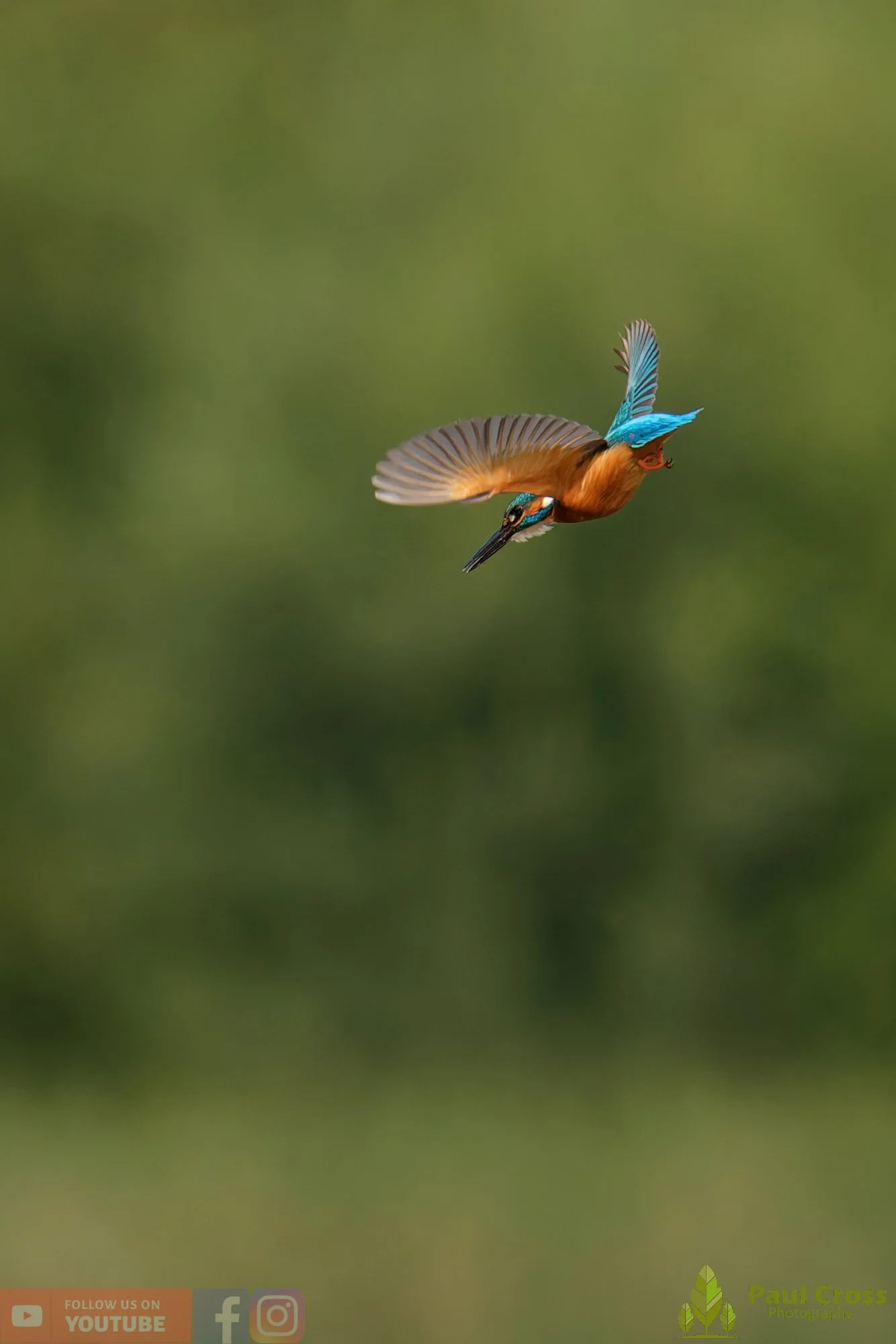 Kingfisher-00790.jpg