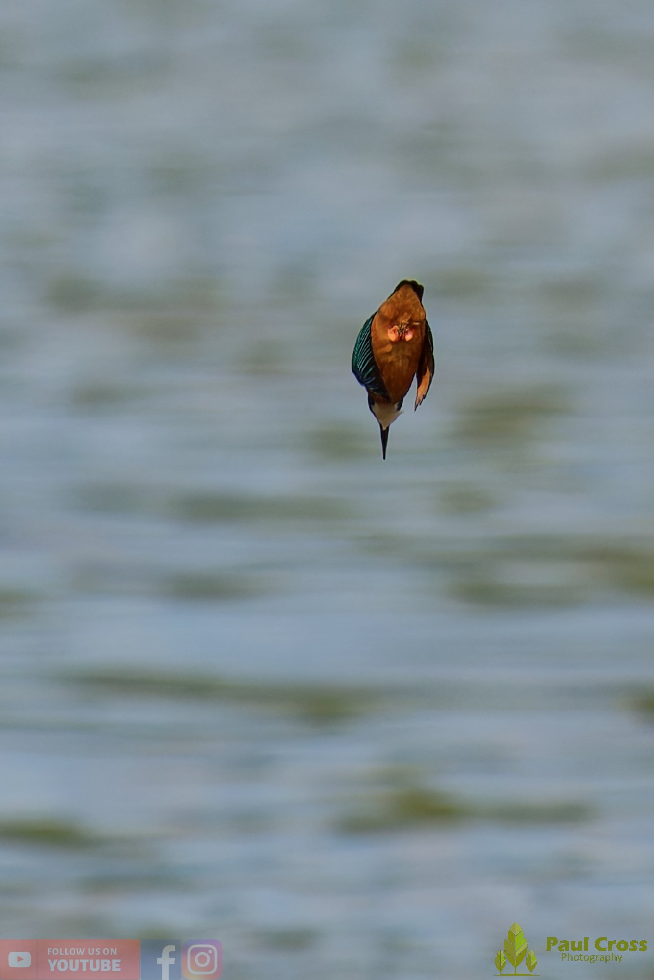Kingfisher-00791.jpg