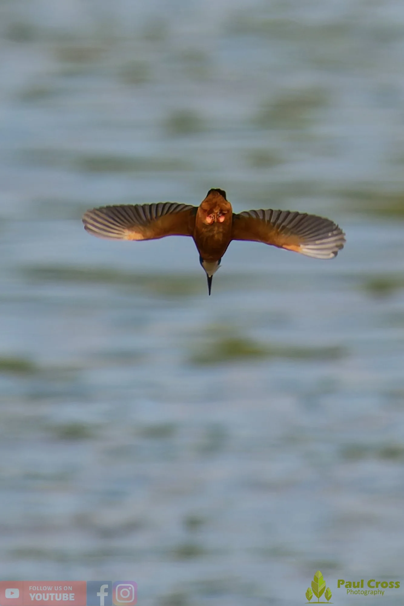 Kingfisher-00792.jpg