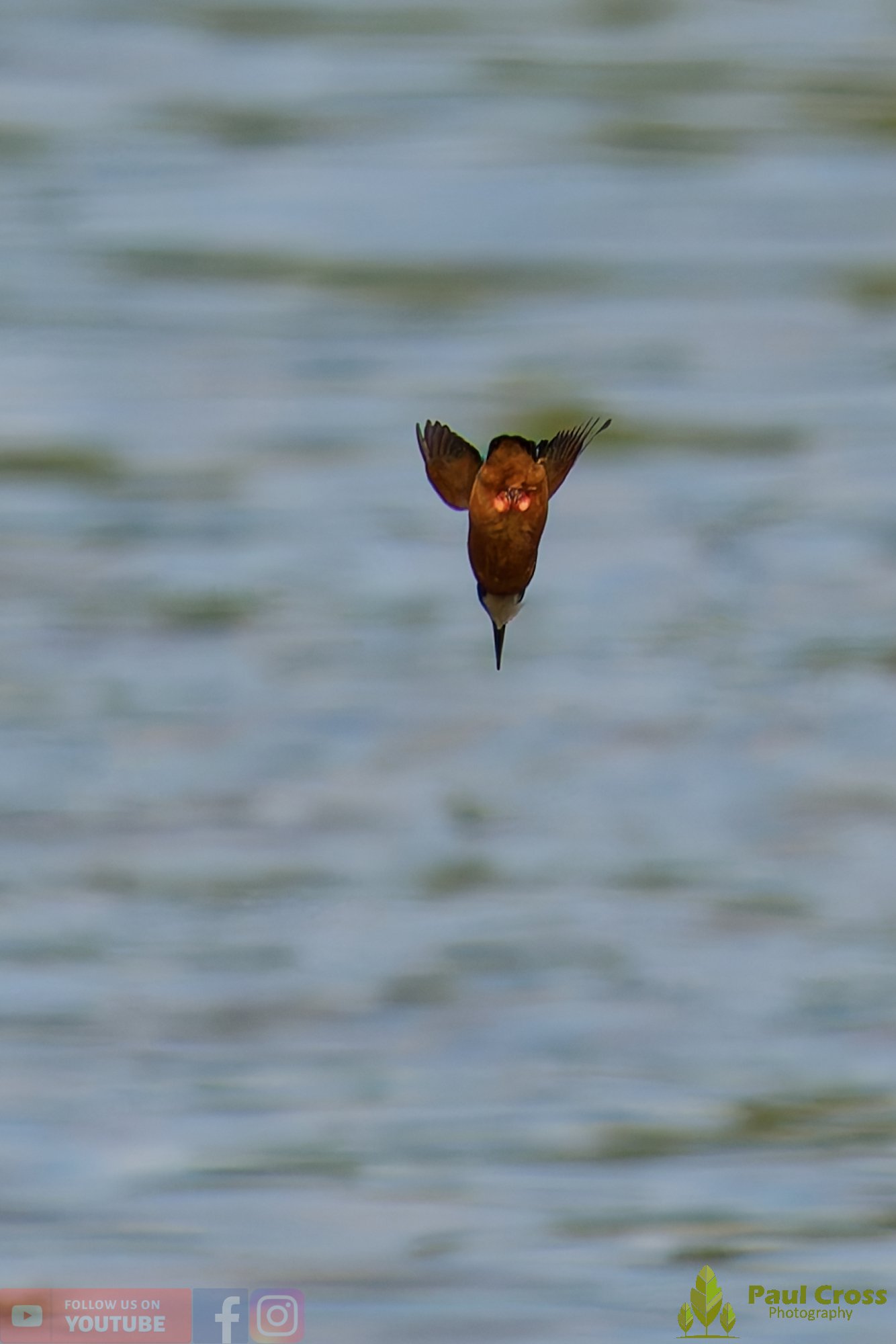 Kingfisher-00793.jpg
