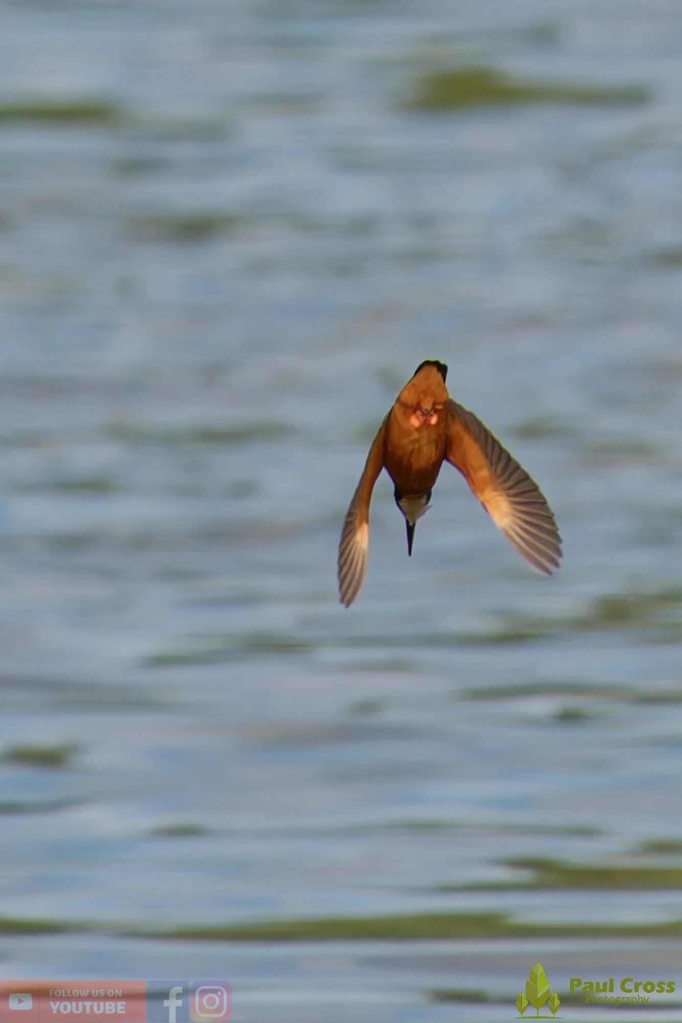 Kingfisher-00794.jpg