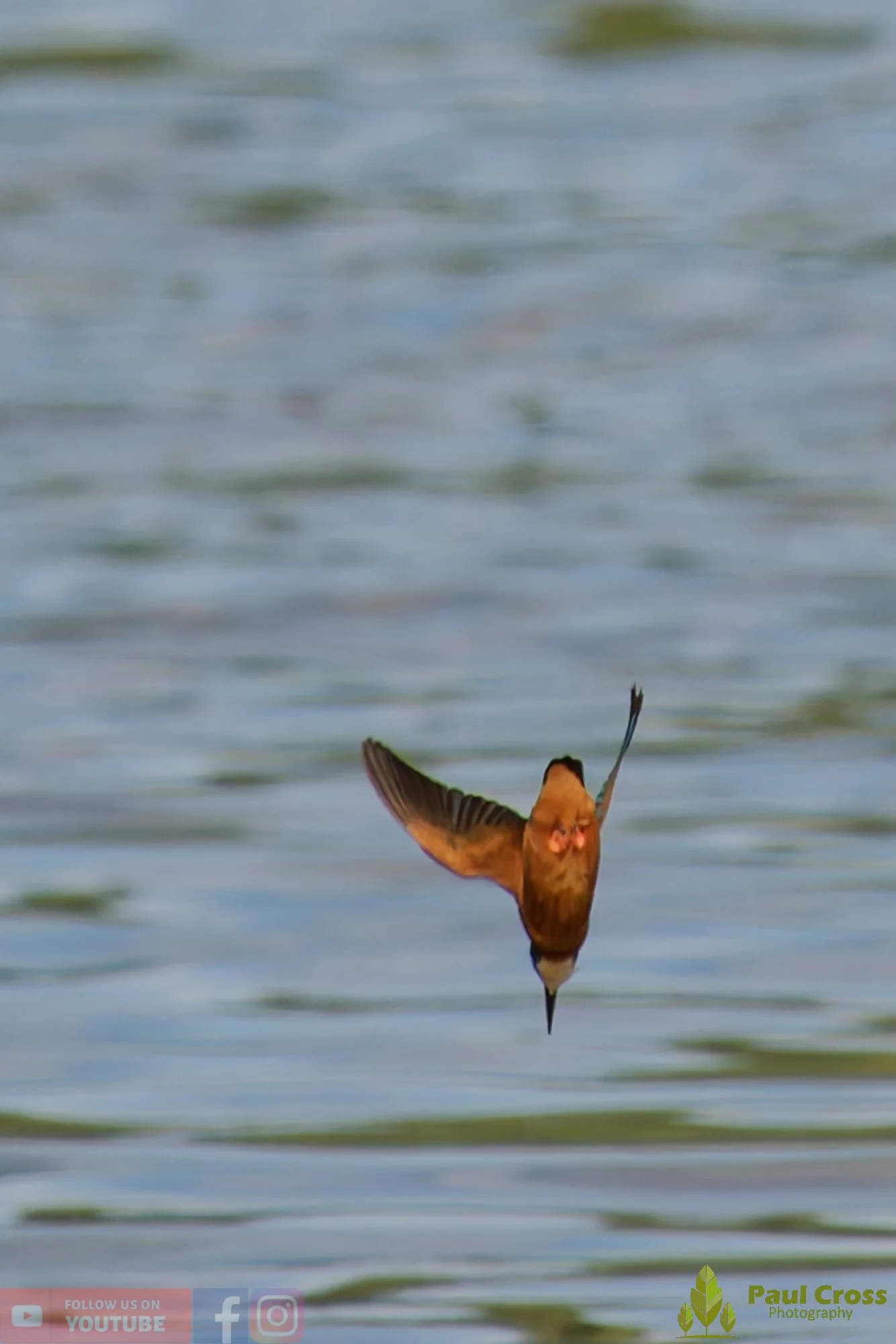 Kingfisher-00795.jpg