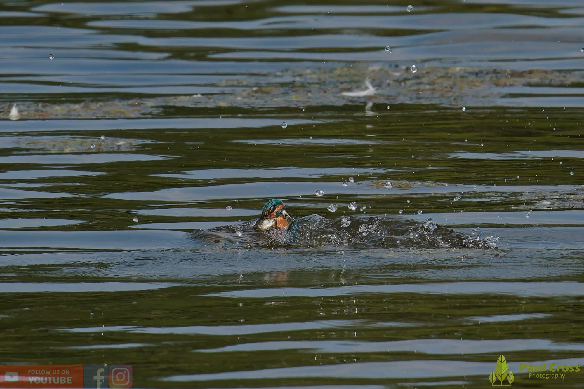 Kingfisher-00796.jpg