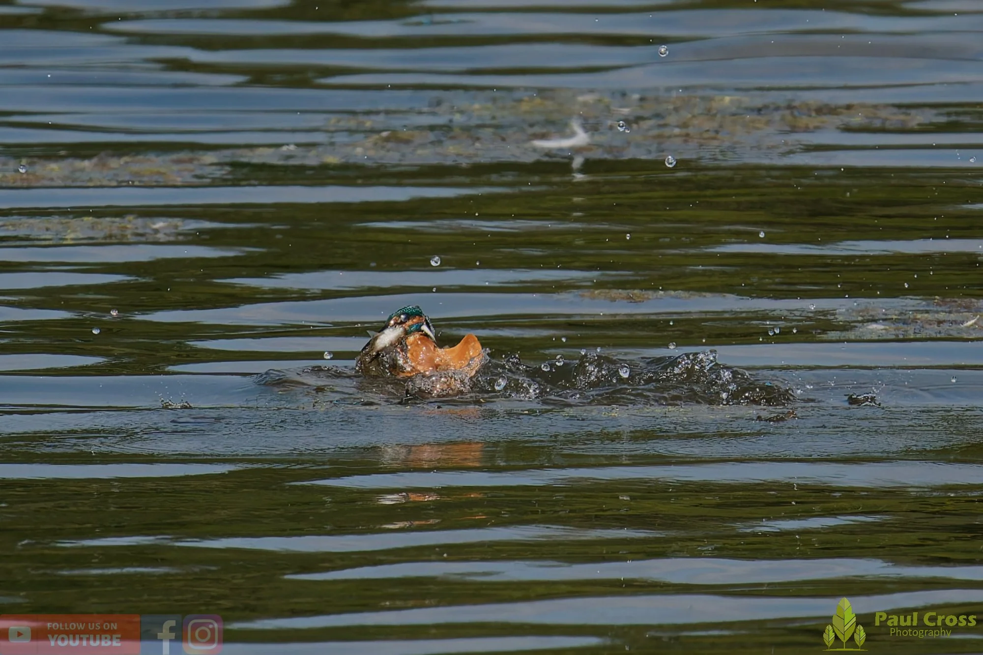 Kingfisher-00797.jpg