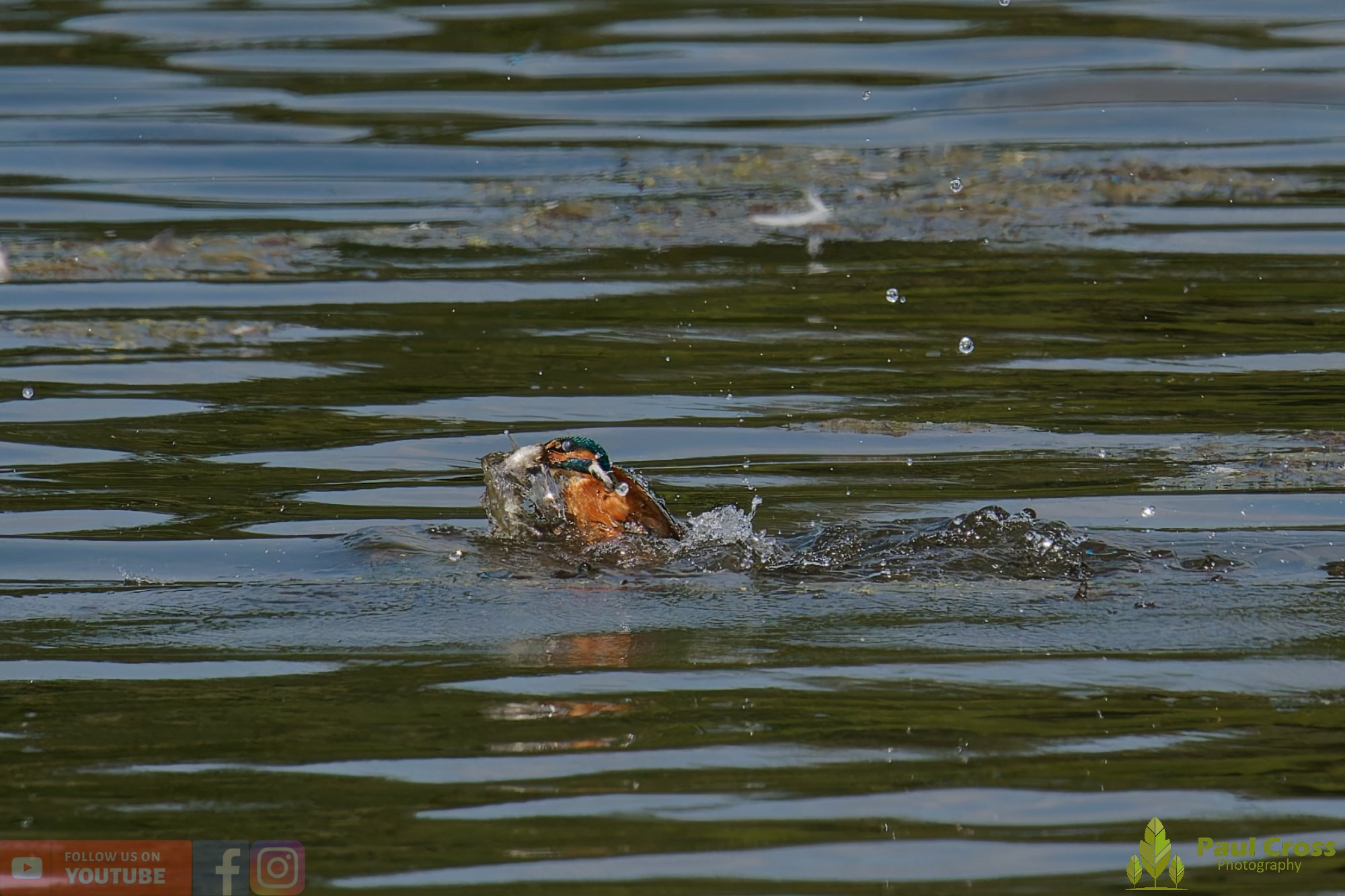 Kingfisher-00798.jpg