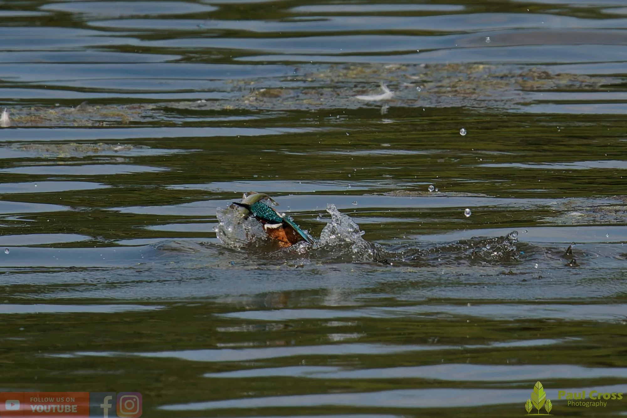 Kingfisher-00799.jpg