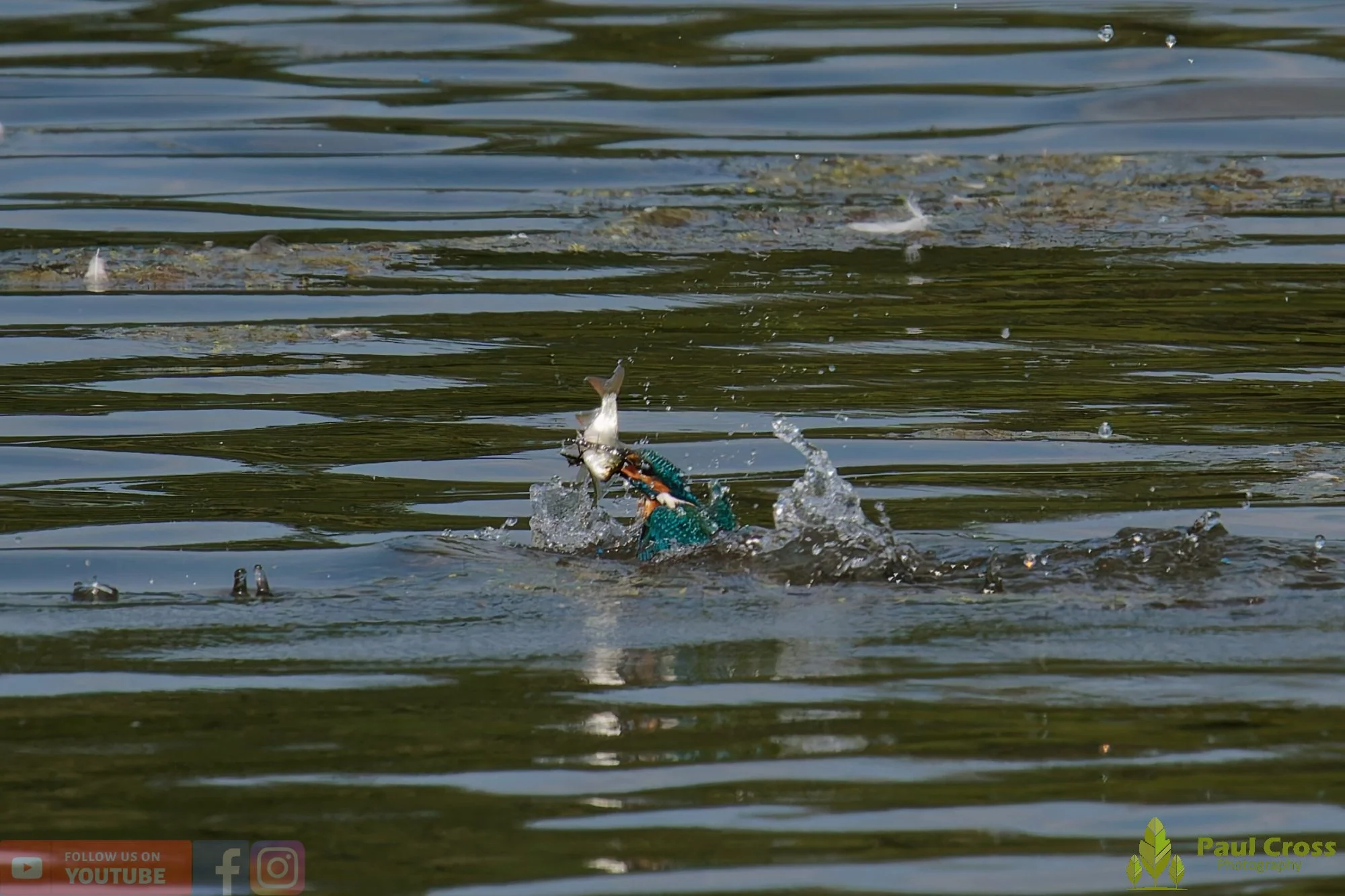 Kingfisher-00800.jpg