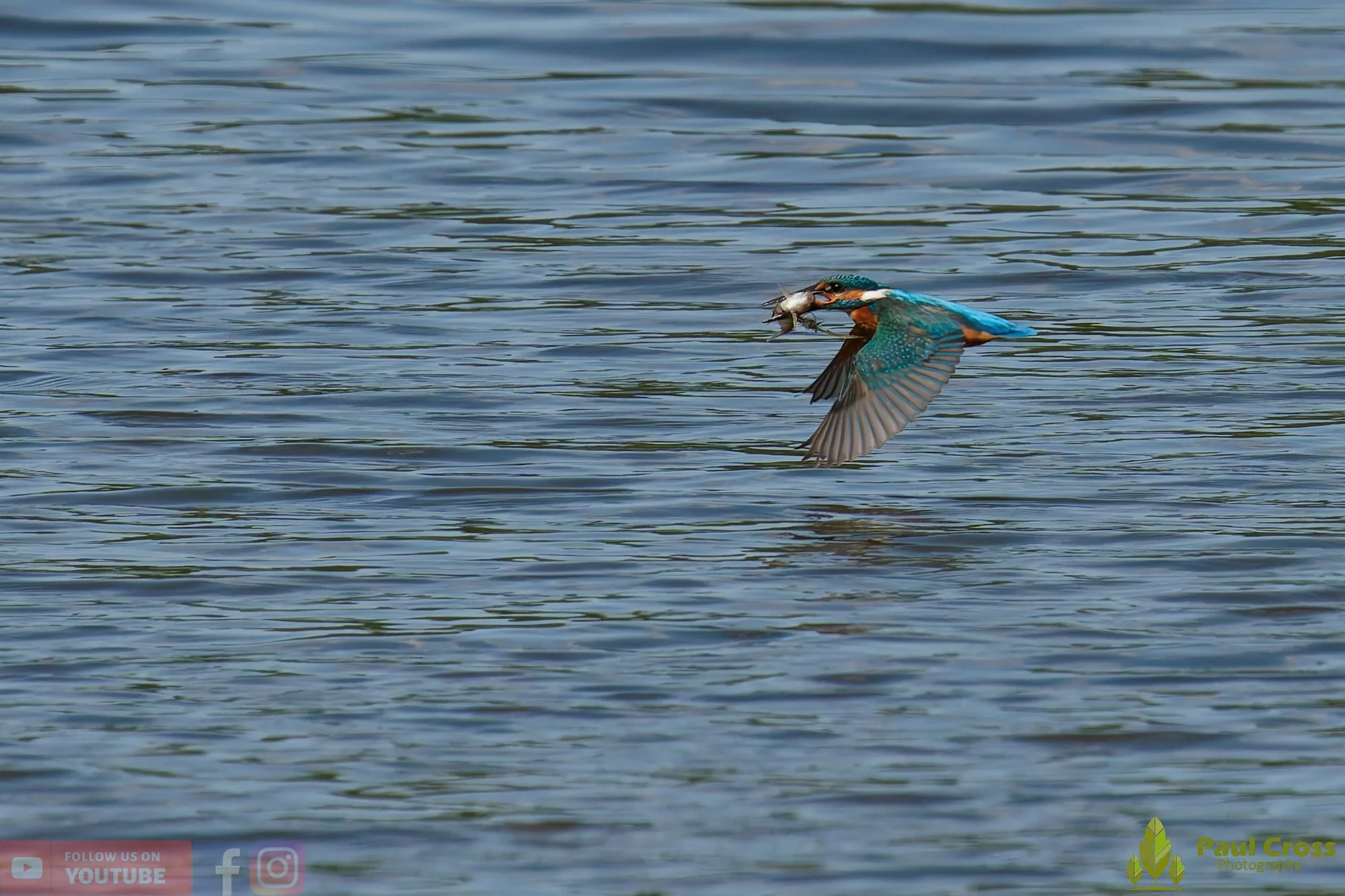 Kingfisher-00801.jpg