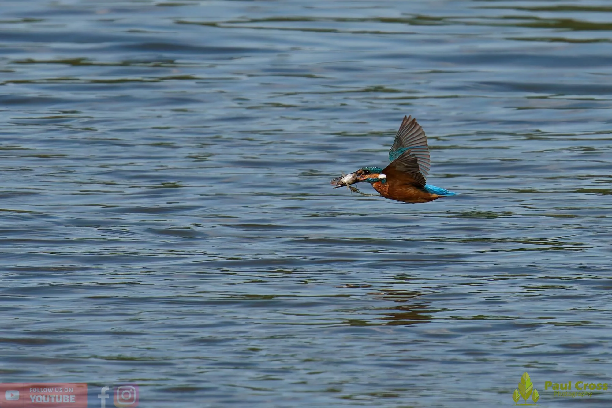 Kingfisher-00802.jpg