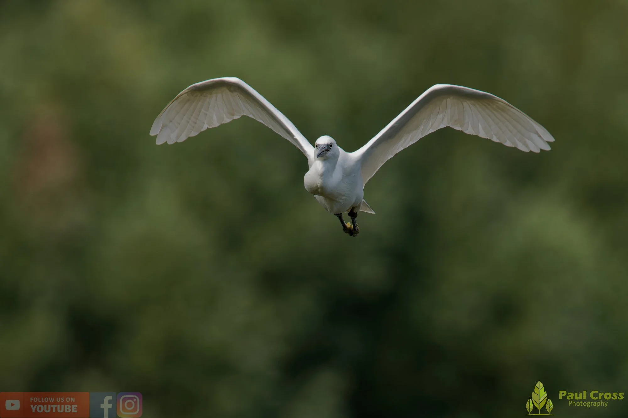 Little Egret-00587.jpg
