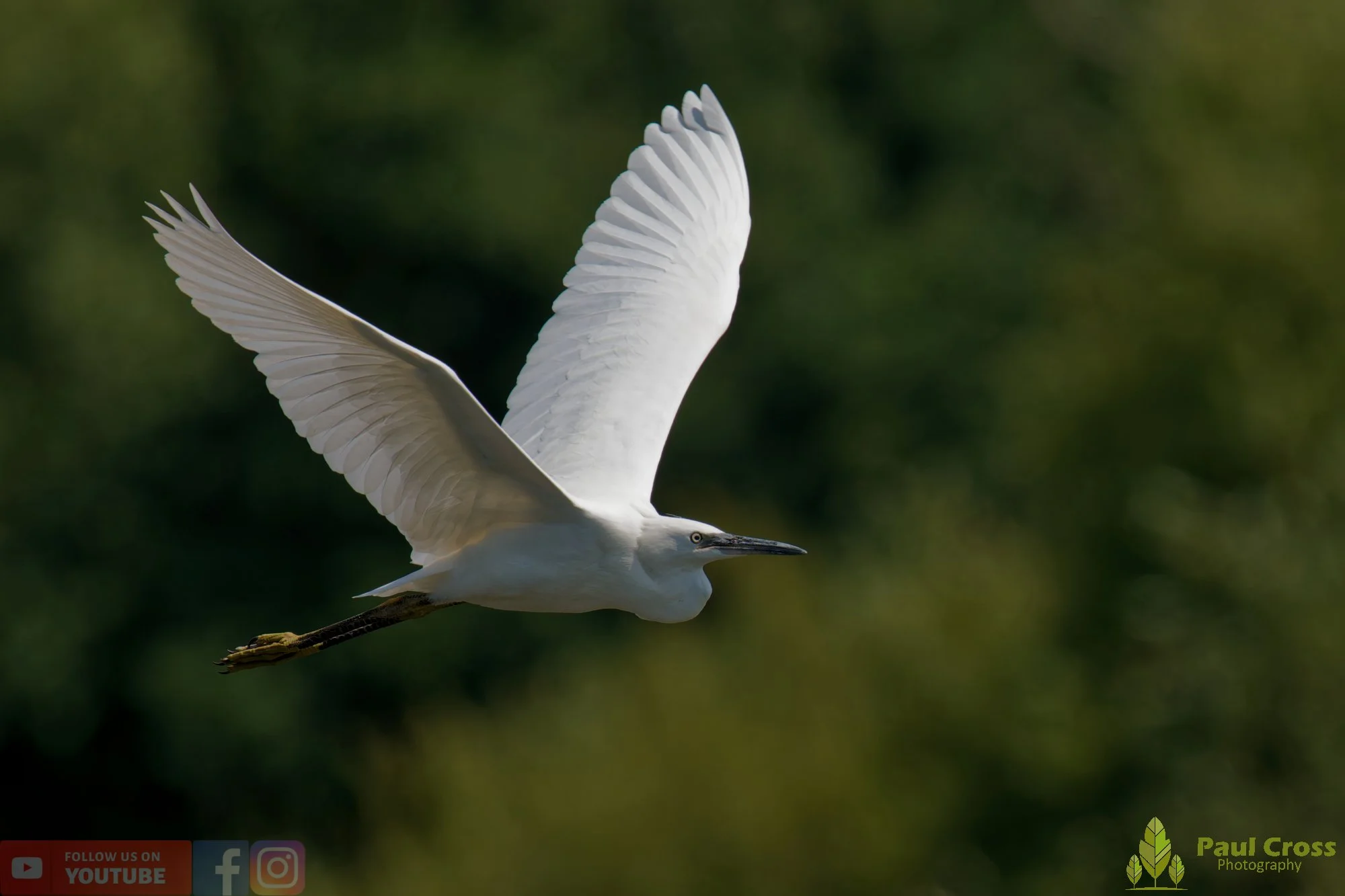 Little Egret-00588.jpg