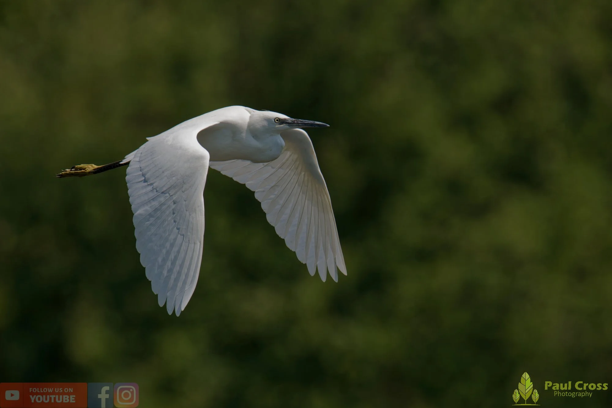 Little Egret-00589.jpg