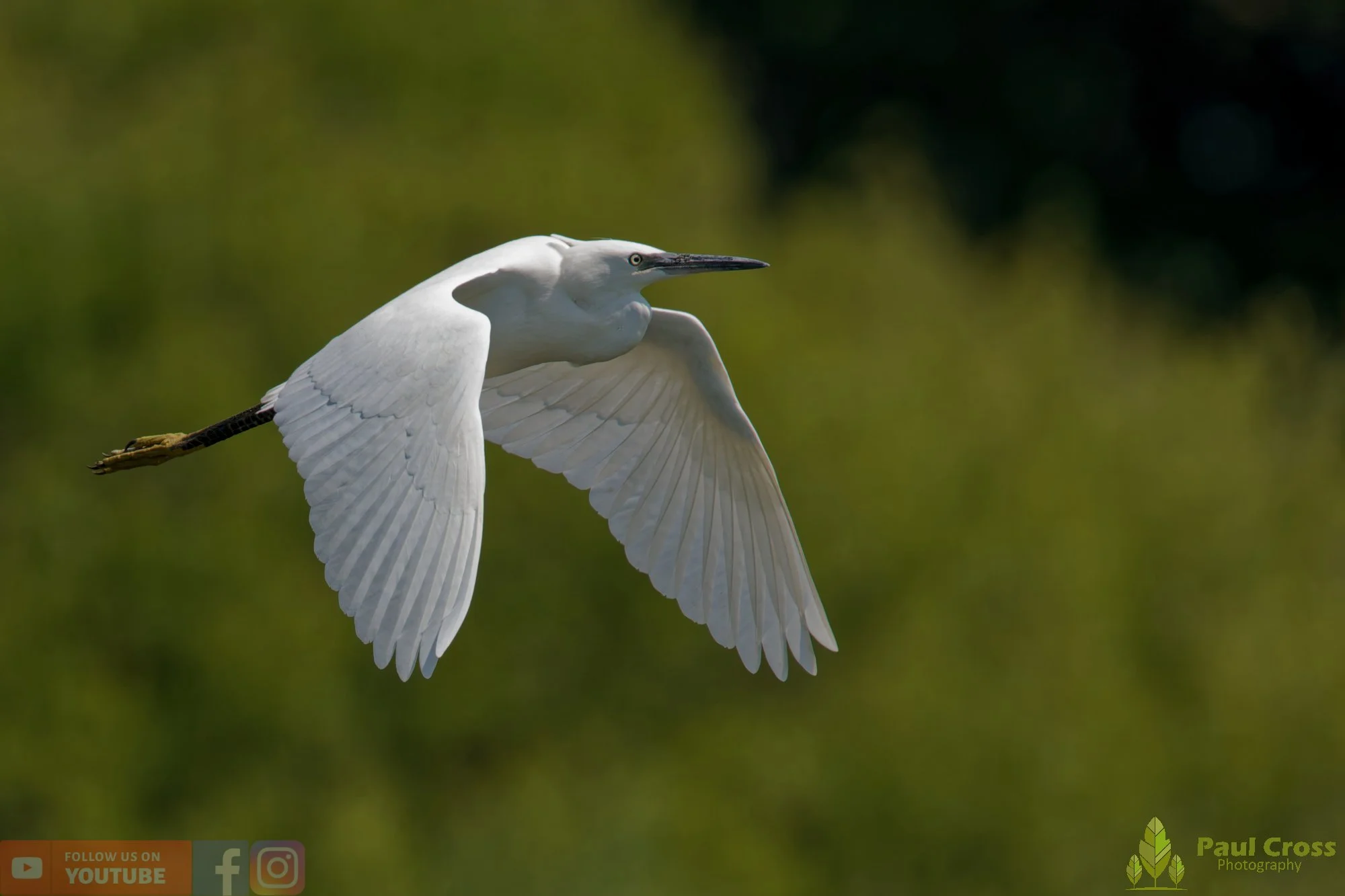 Little Egret-00590.jpg