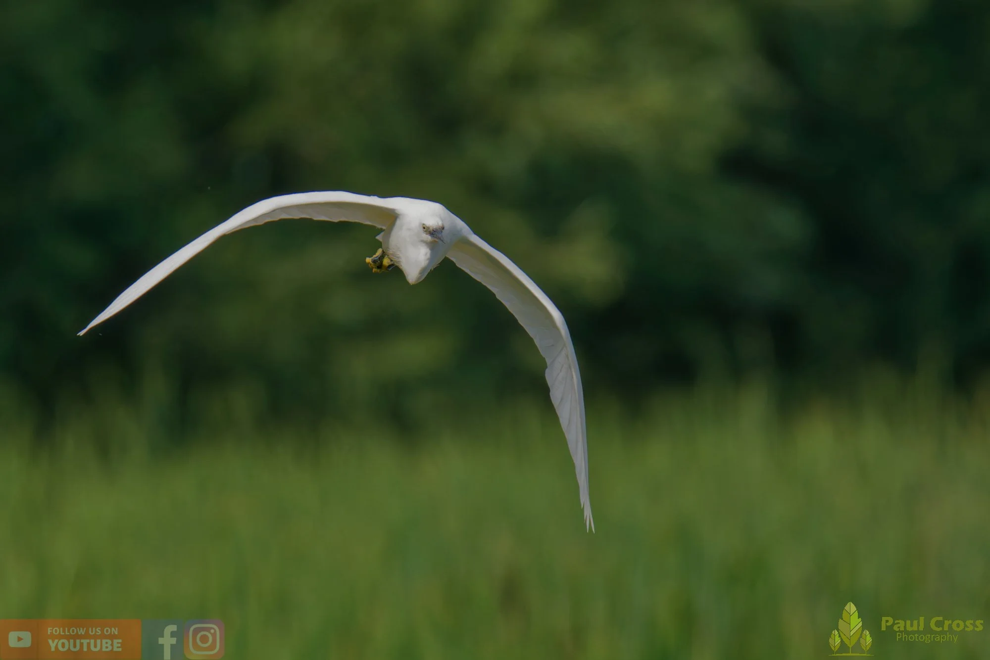 Little Egret-00591.jpg