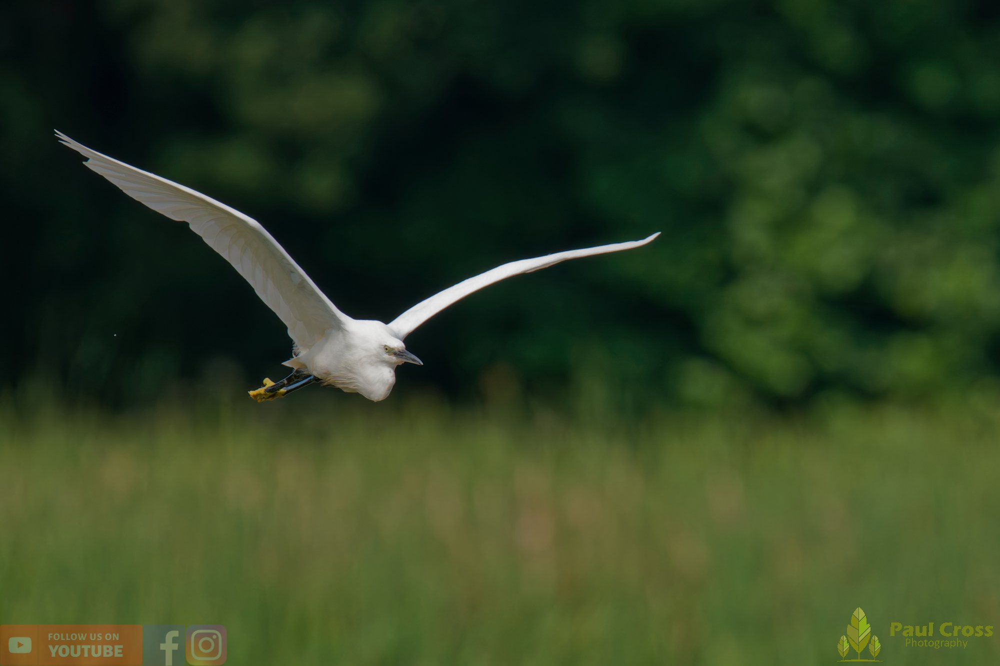 Little Egret-00592.jpg
