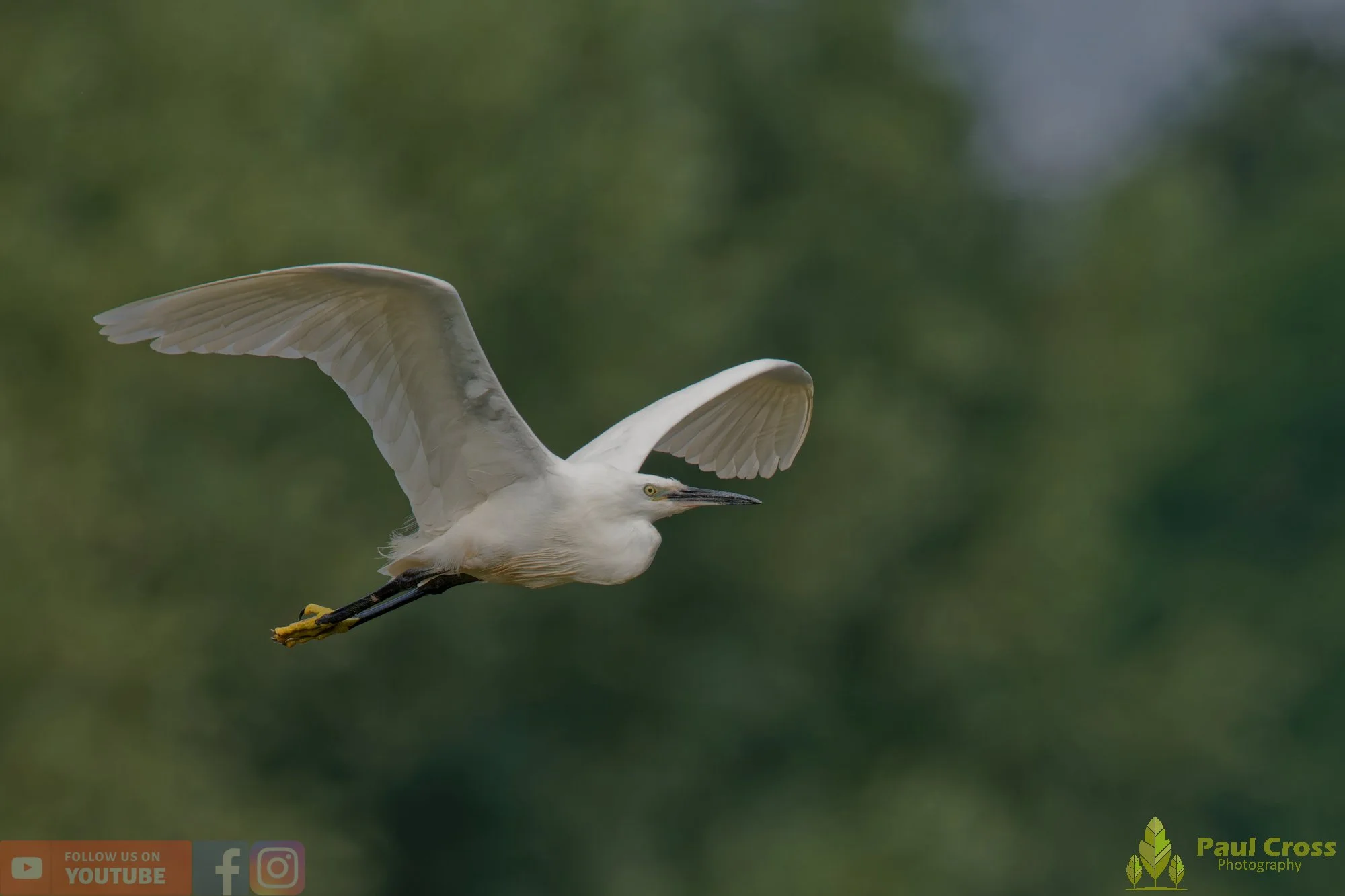 Little Egret-00593.jpg