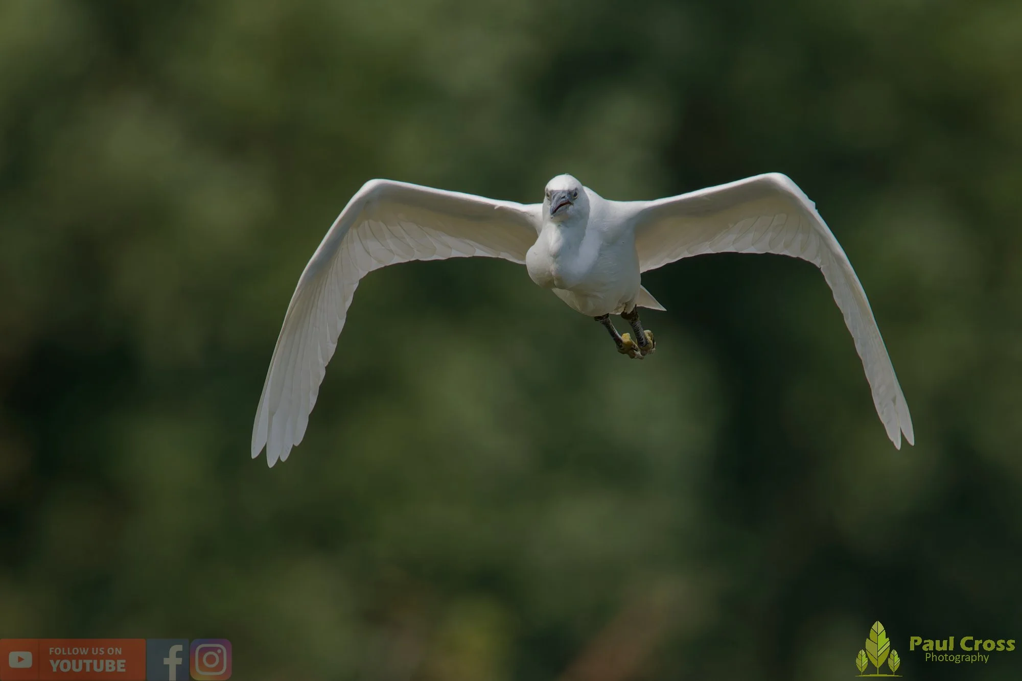 Little Egret-00594.jpg