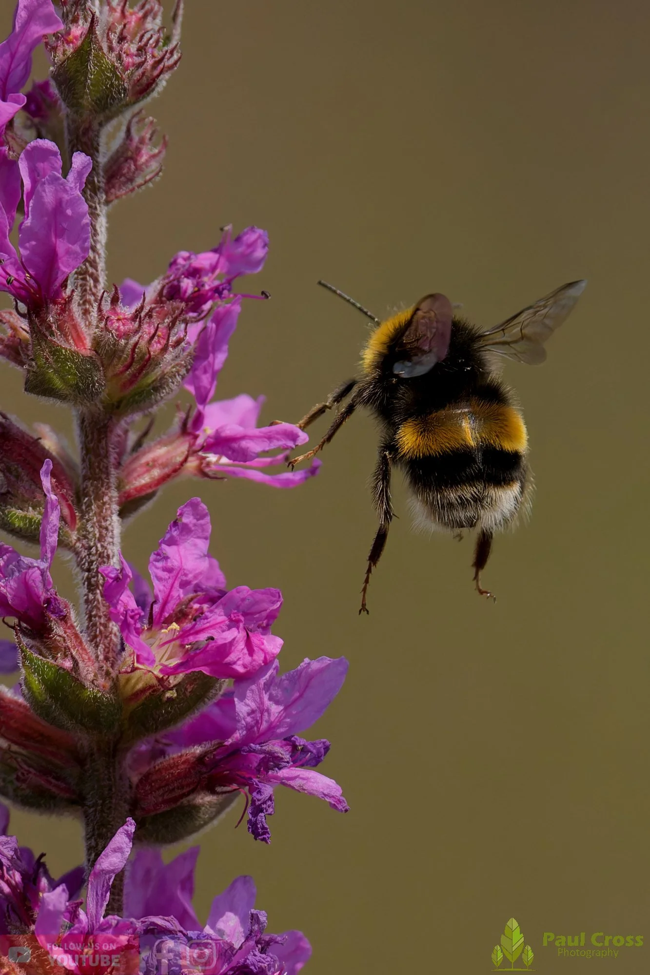 White-Tailed Bumblebee-00113.jpg