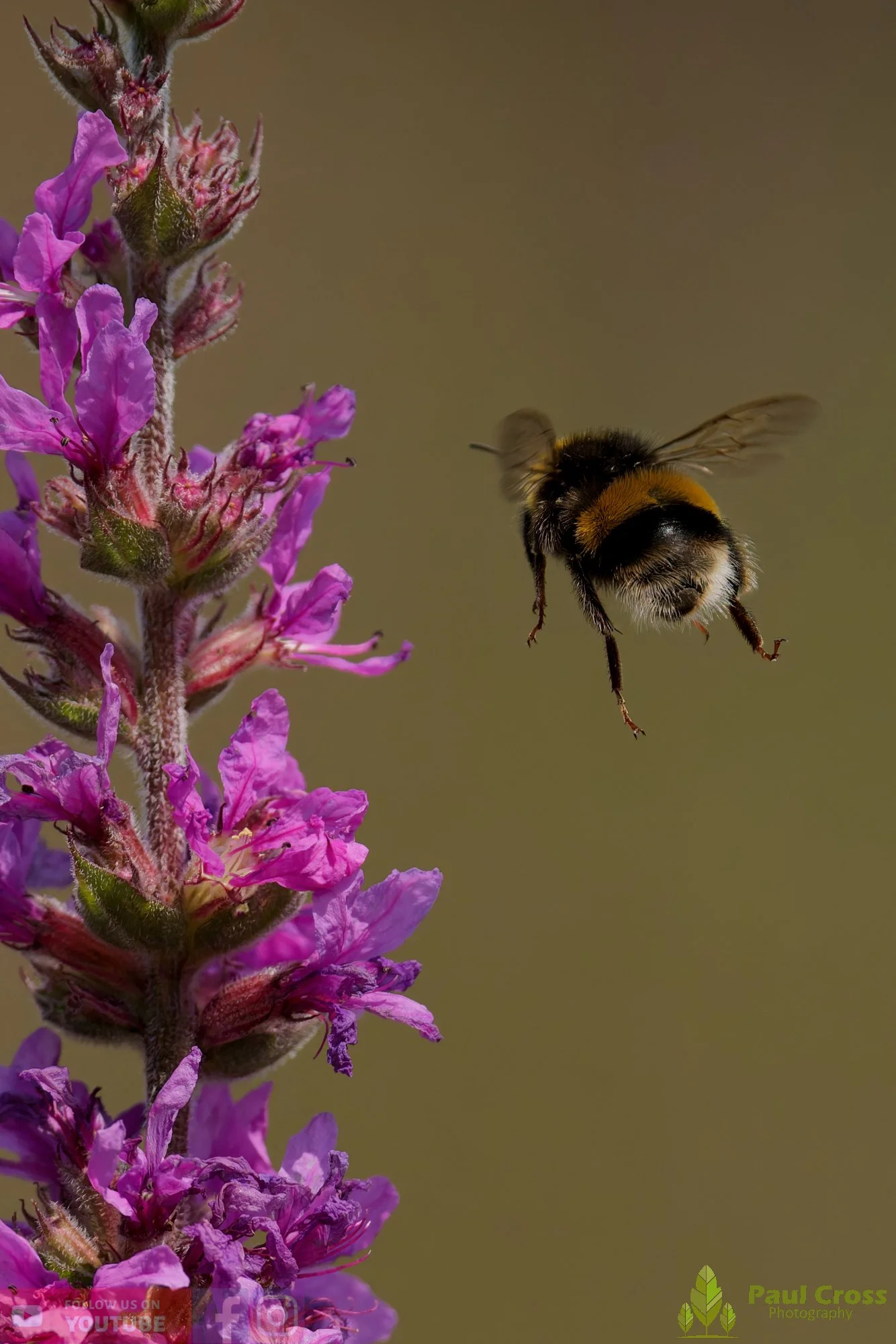 White-Tailed Bumblebee-00114.jpg