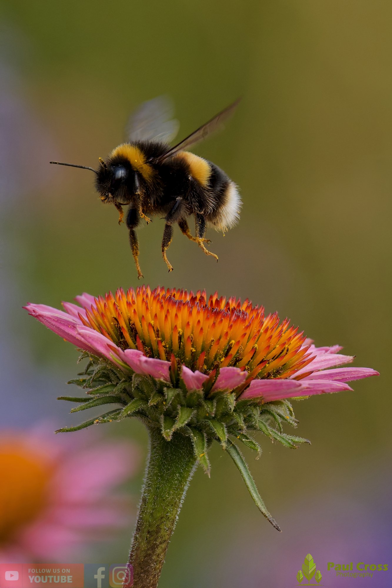 White-Tailed Bumblebee-00115.jpg
