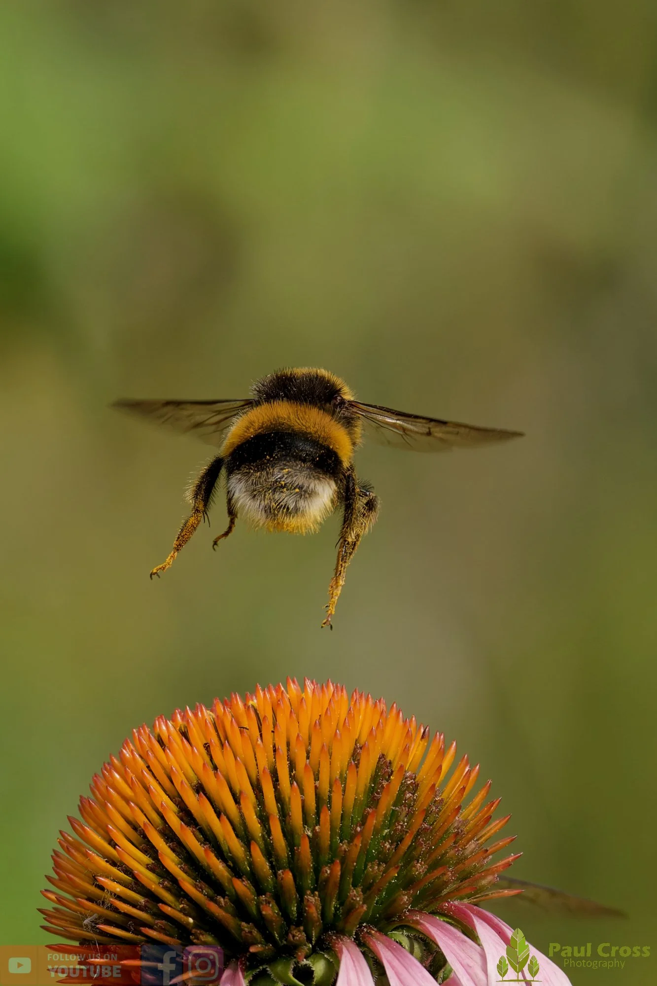White-Tailed Bumblebee-00116.jpg