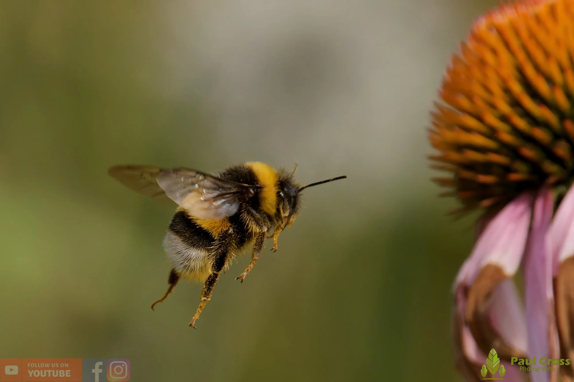 White-Tailed Bumblebee-00117.jpg